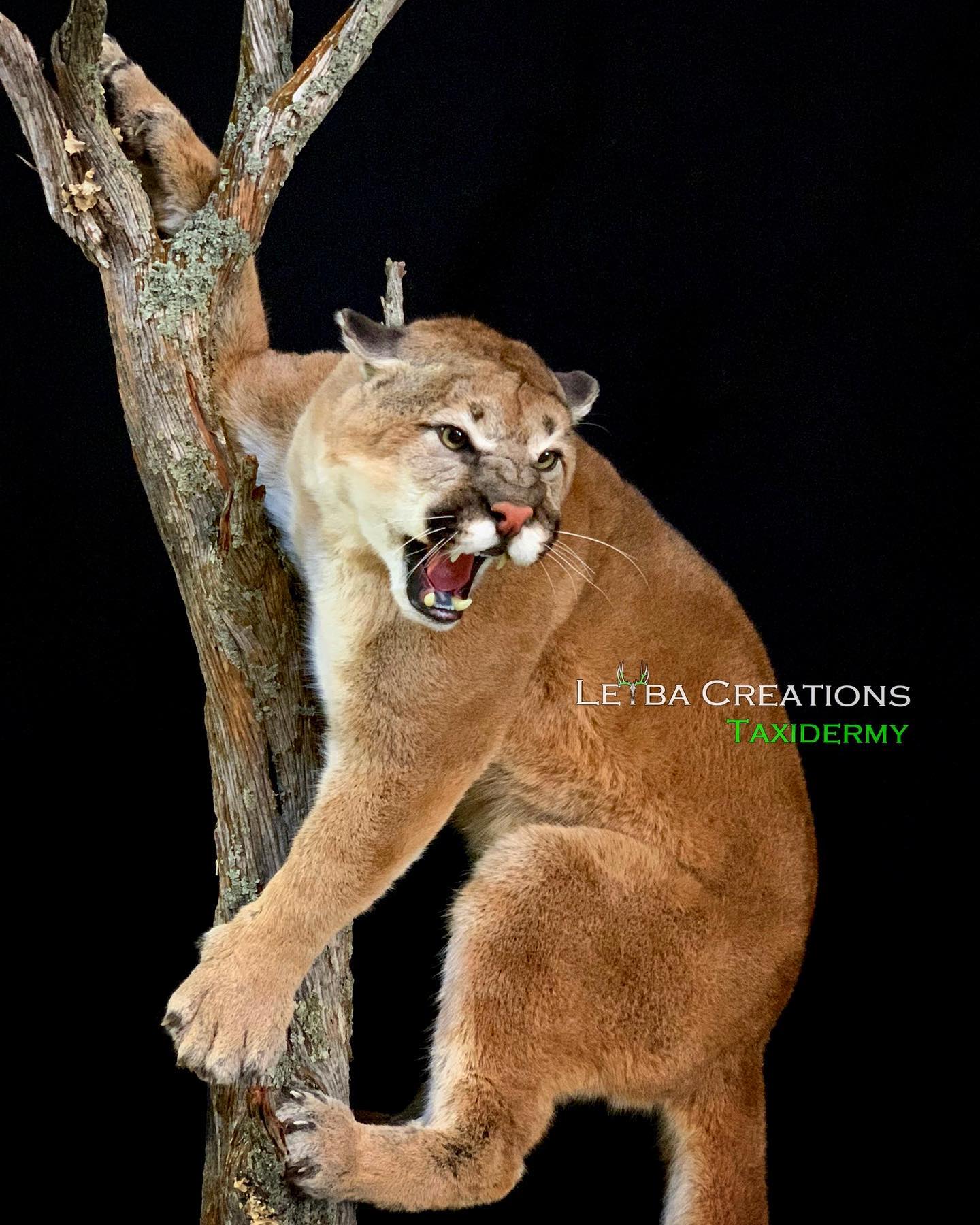 A stuffed cougar is sitting on a tree branch with its mouth open.