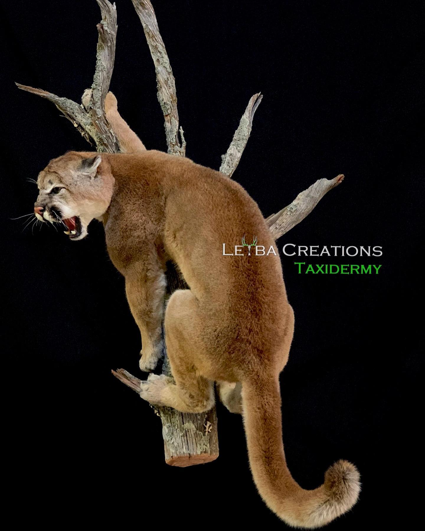 A stuffed mountain lion is sitting on a tree branch with its mouth open.