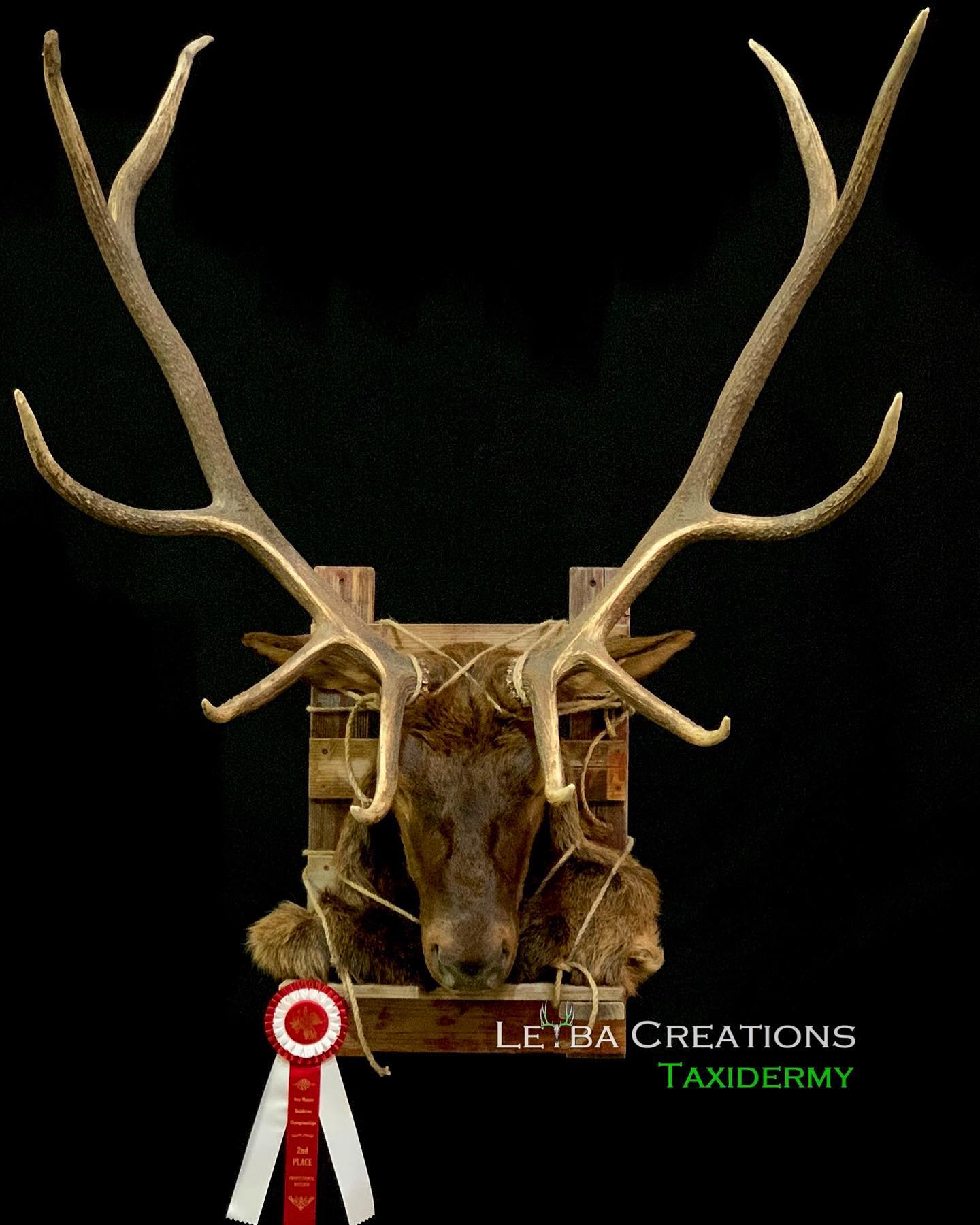 A trophy of a deer with a red ribbon on it