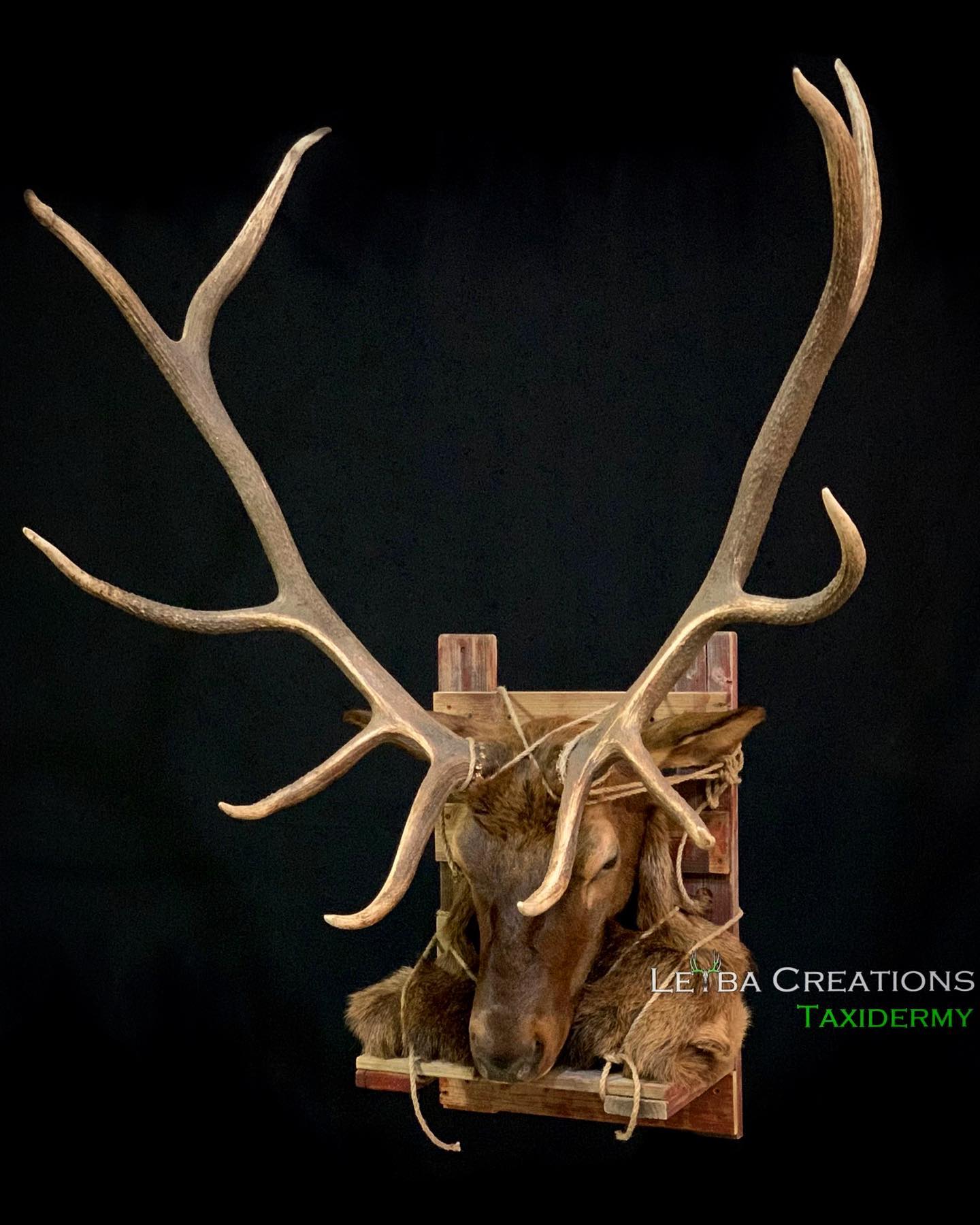 A deer head with antlers on a black background