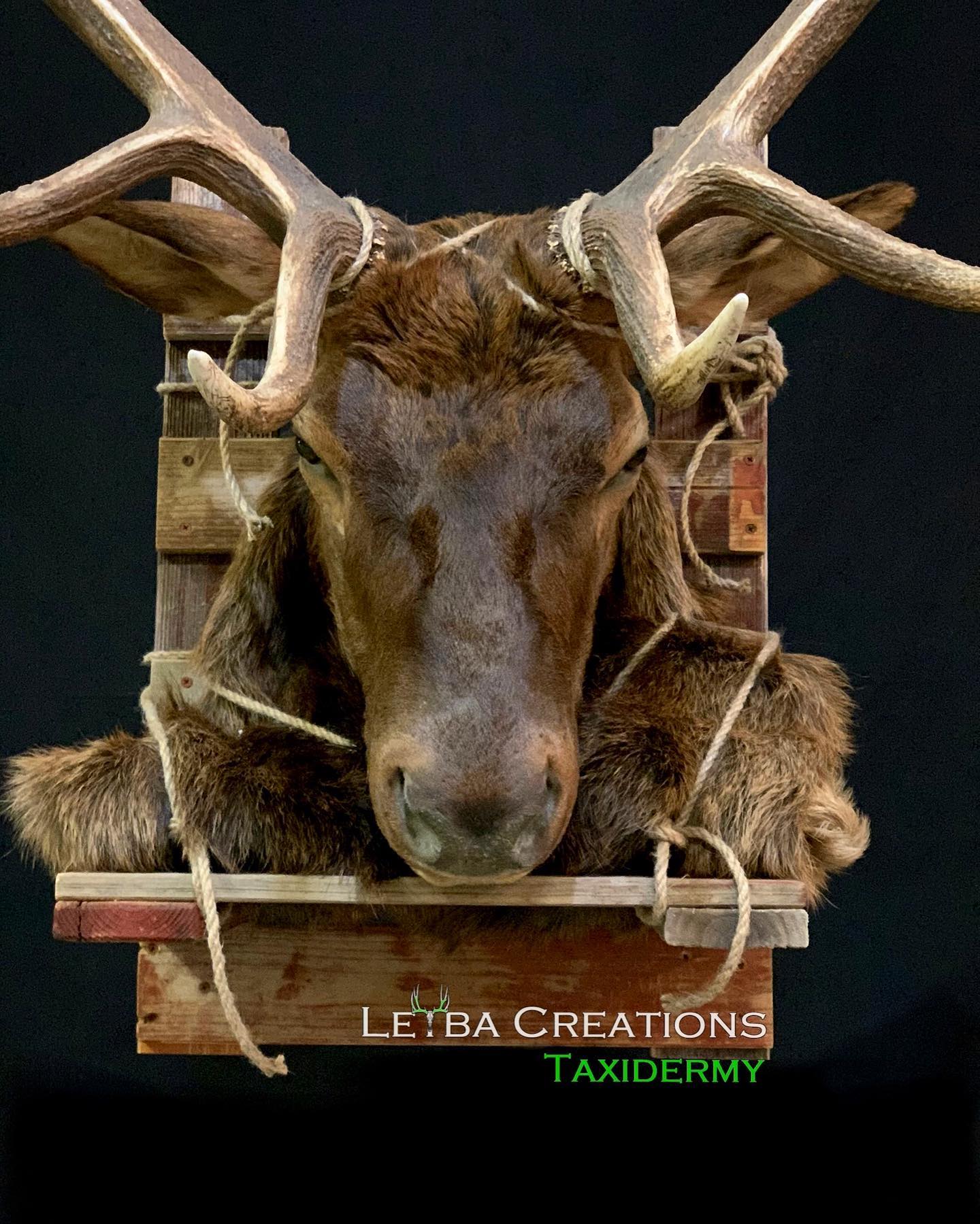 A deer head with antlers is hanging on a wooden shelf.