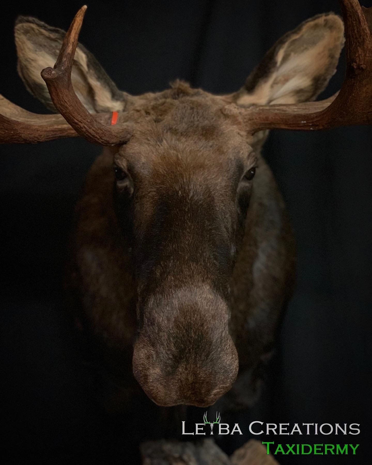 A close up of a moose head with taxidermy written on the bottom