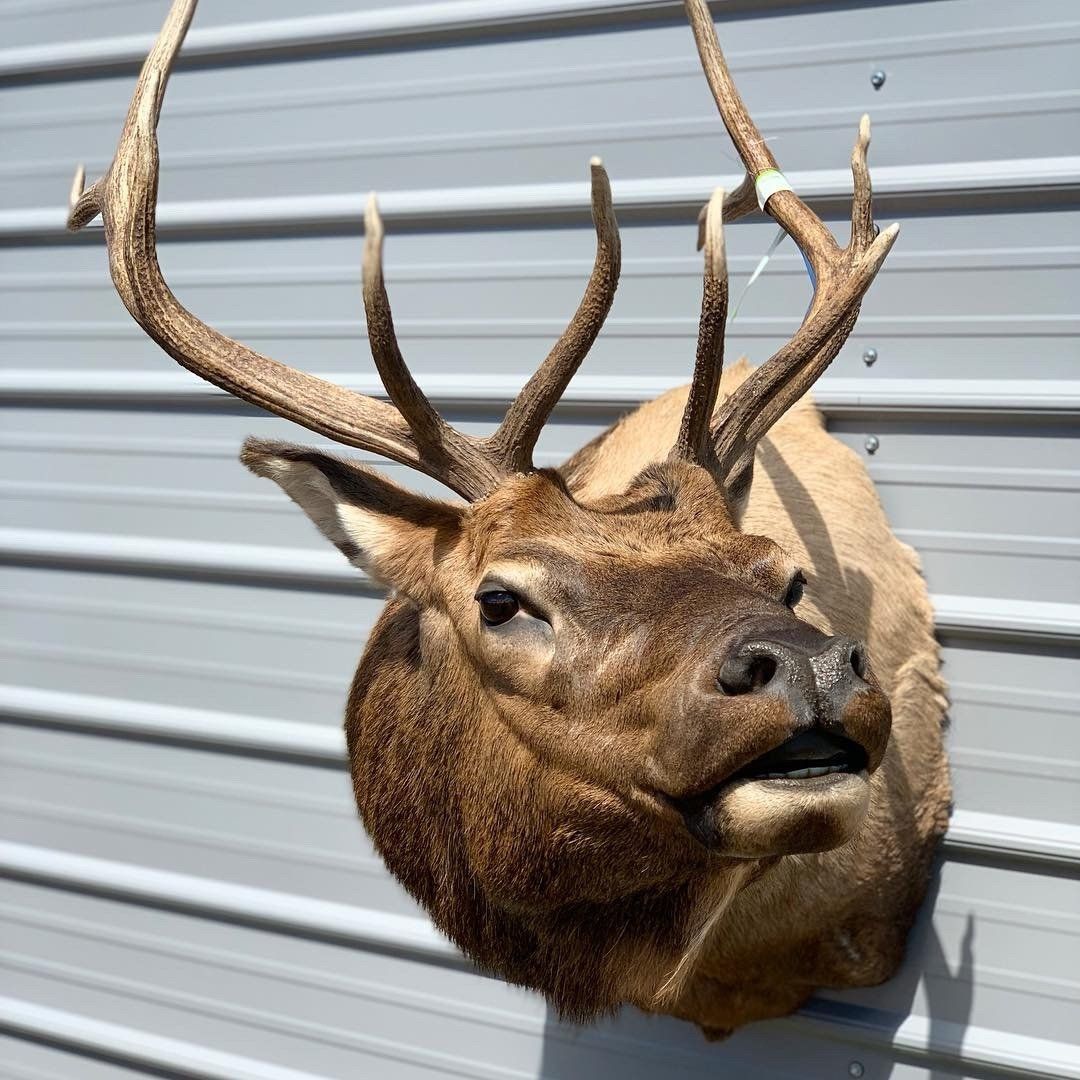 A deer head is hanging on a metal wall