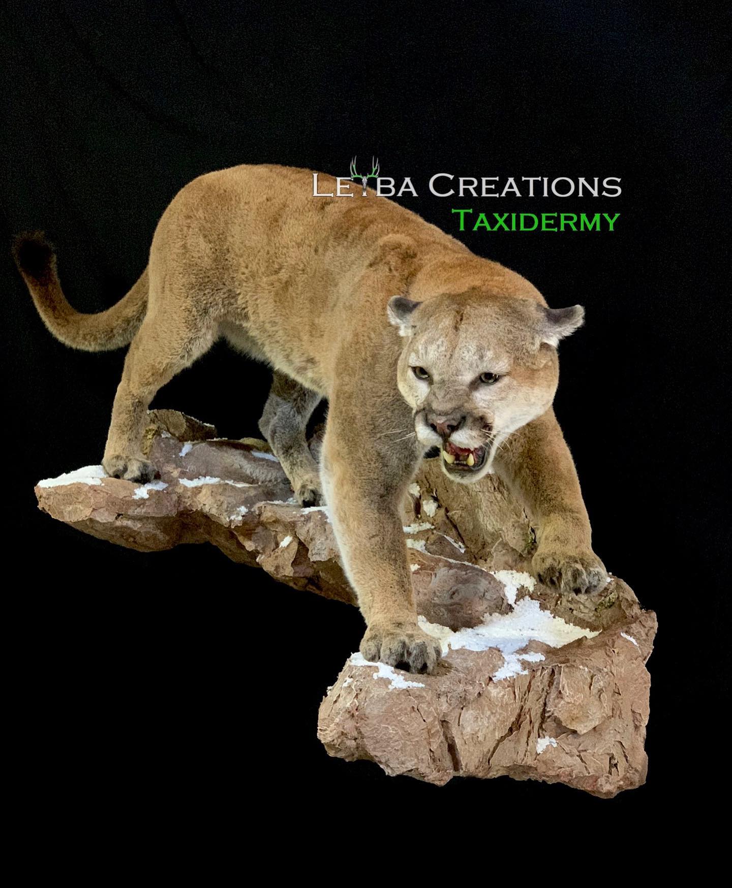 A stuffed mountain lion is standing on a rock.
