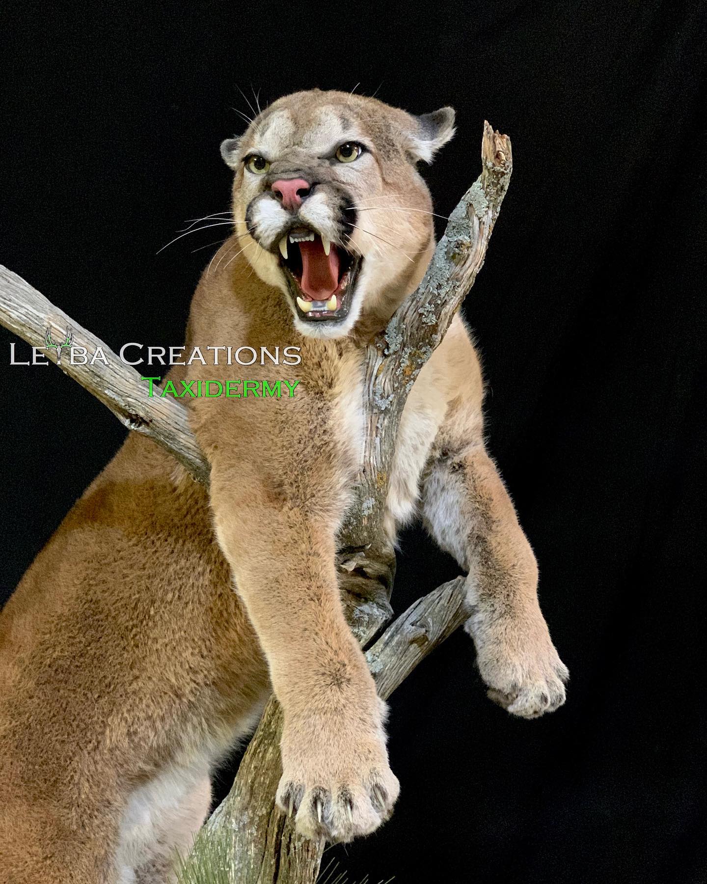 A cougar is sitting on a tree branch with its mouth open.