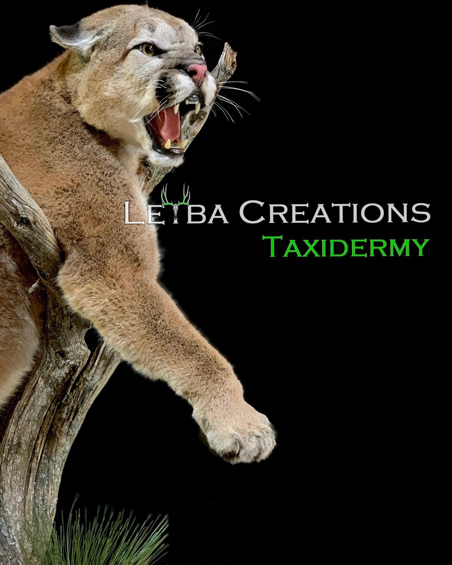 A mountain lion is sitting on a tree branch with its mouth open.