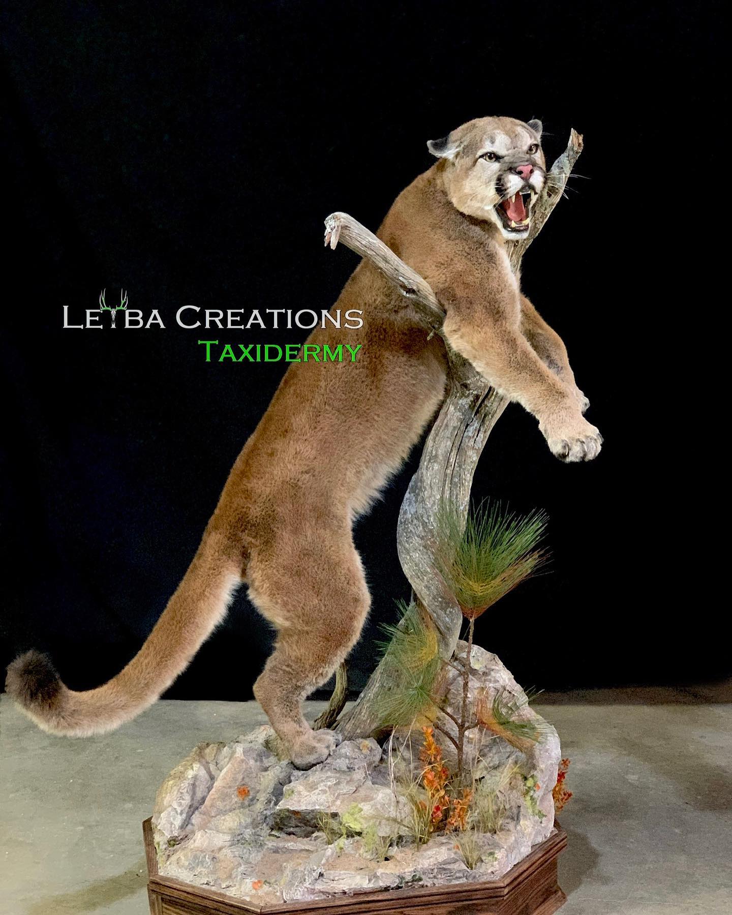 A stuffed mountain lion is standing on its hind legs on a tree branch.
