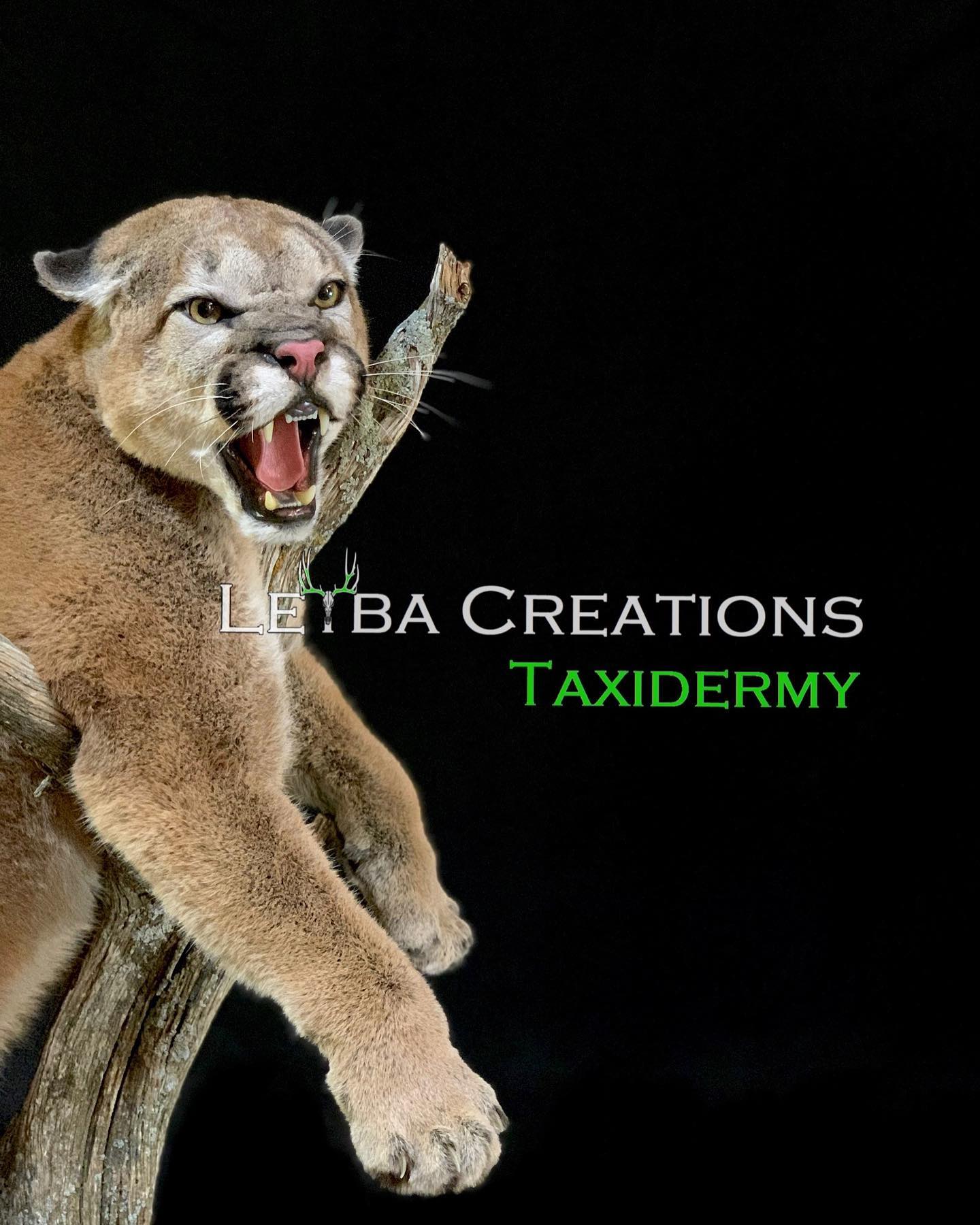 A stuffed mountain lion is sitting on a tree branch with its mouth open.