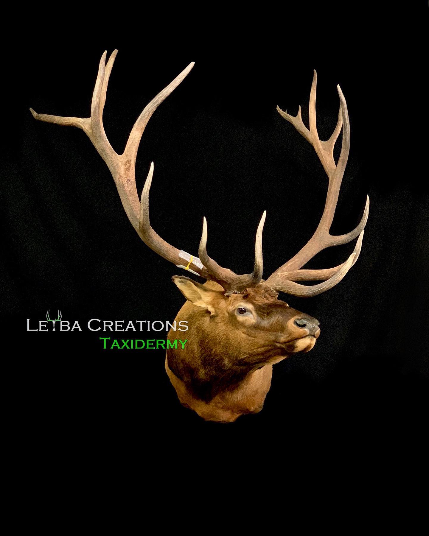 A close up of a deer head with antlers on a black background.