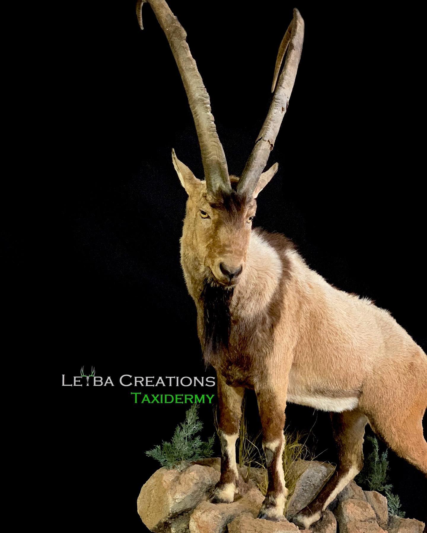 A stuffed goat with long horns is standing on a rock.