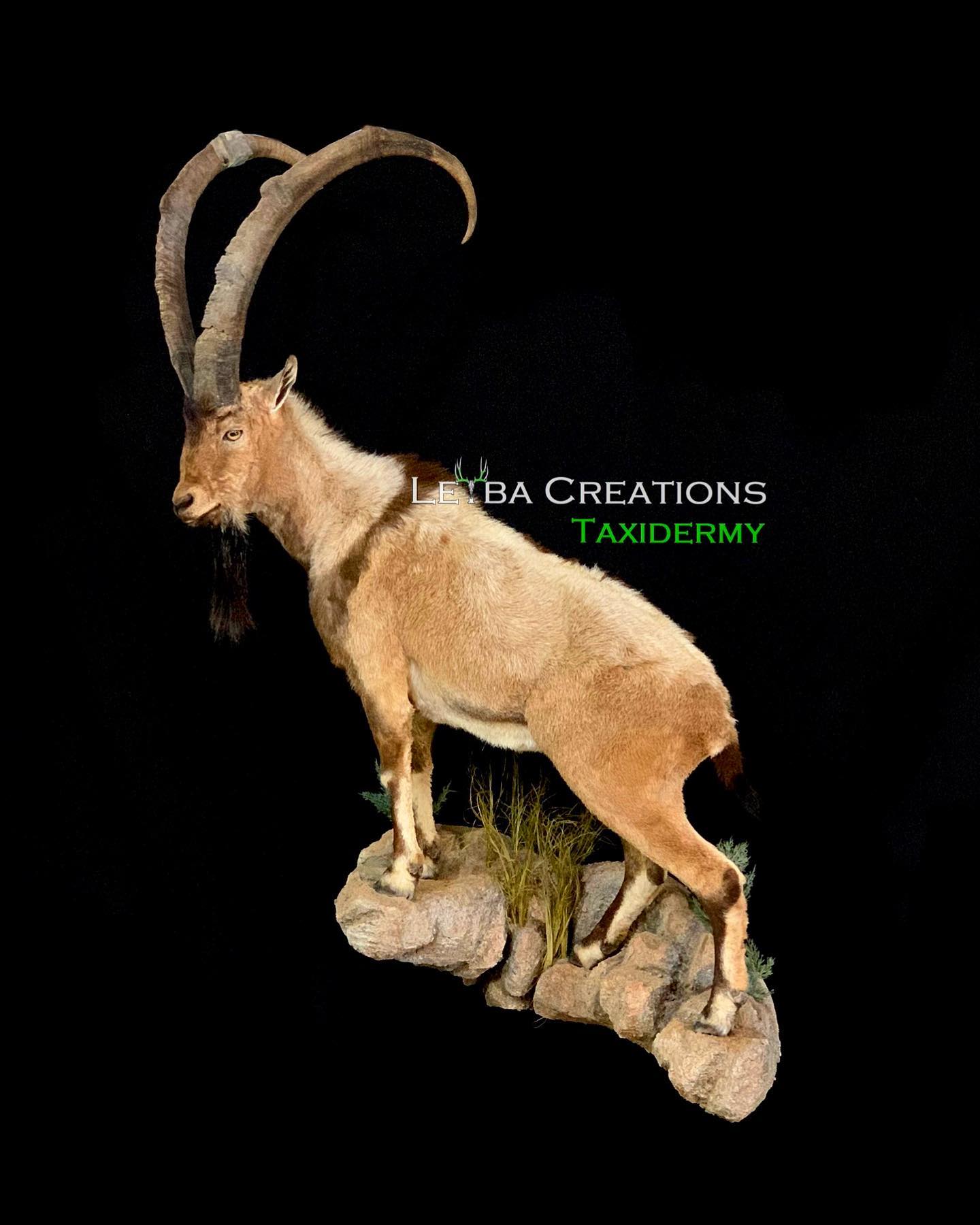 A goat with long horns is standing on a rock.