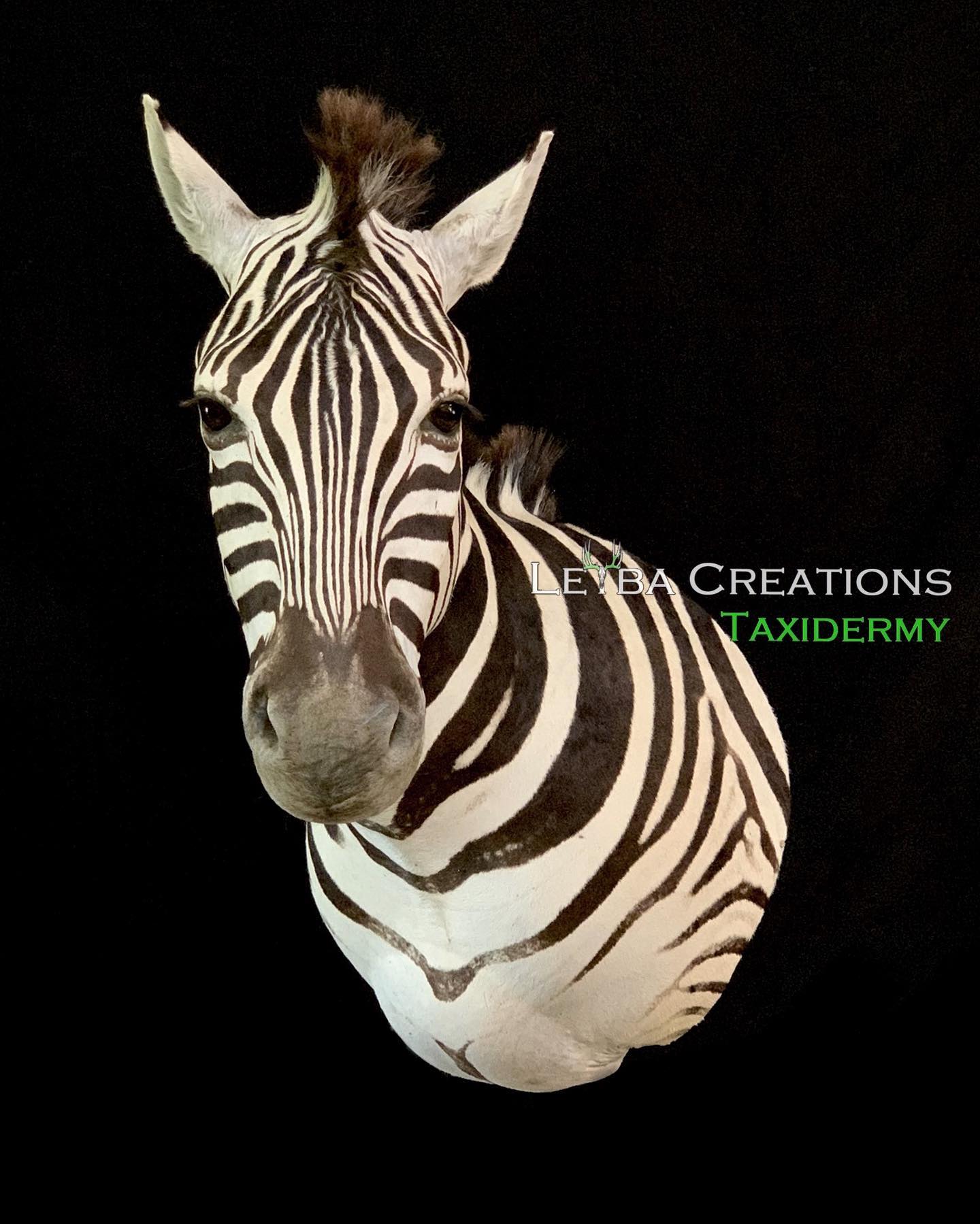 A close up of a zebra 's head on a black background.