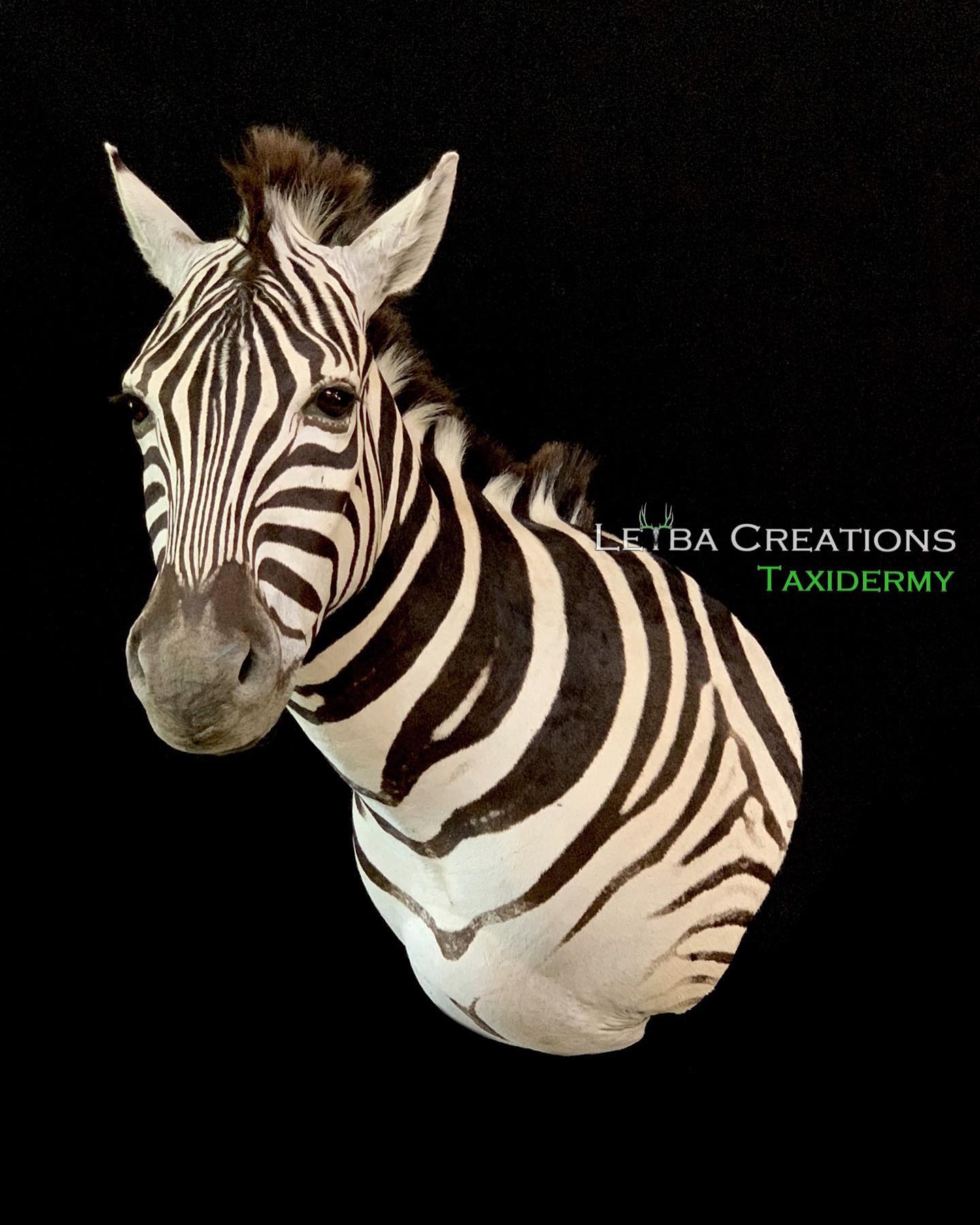 A taxidermy zebra head on a black background
