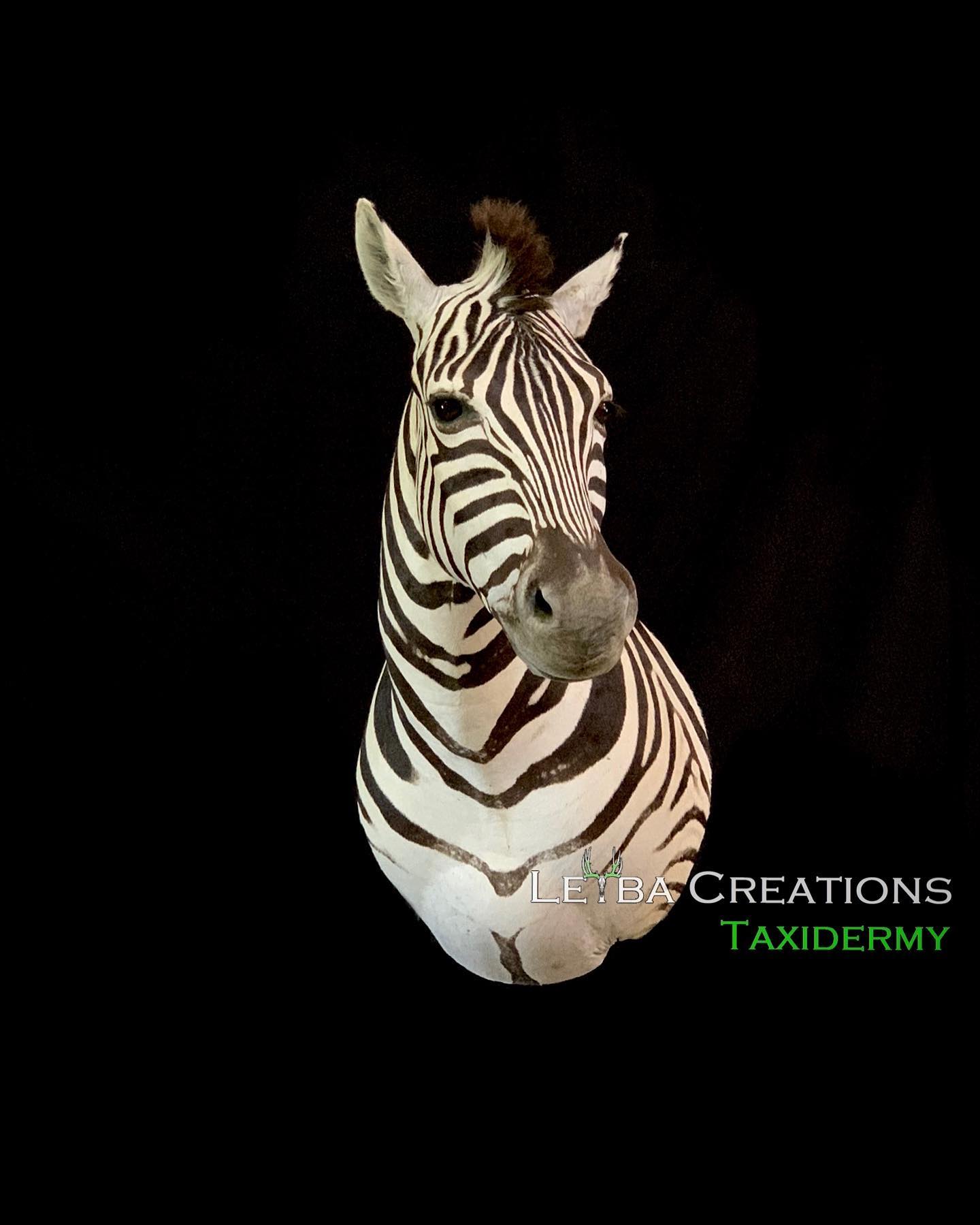 A stuffed zebra head on a black background.