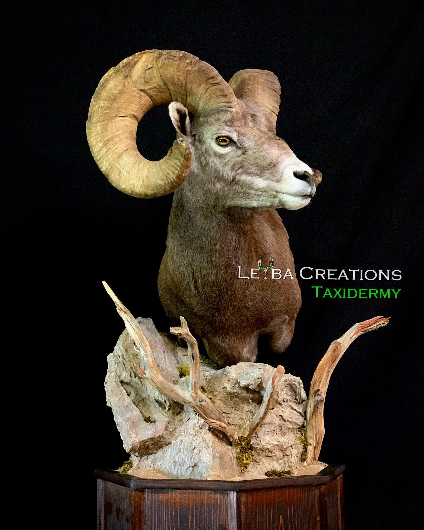 A stuffed ram head is sitting on top of a rock.