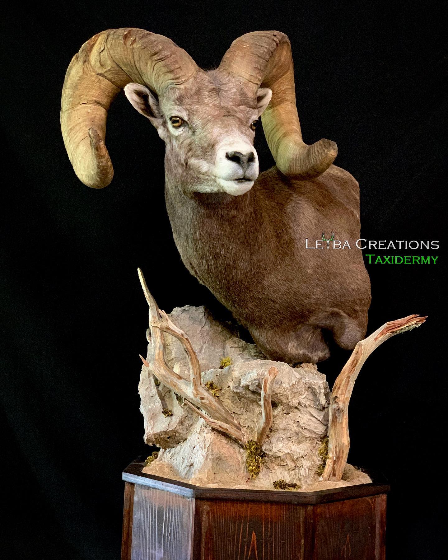 A stuffed ram head is sitting on top of a rock.
