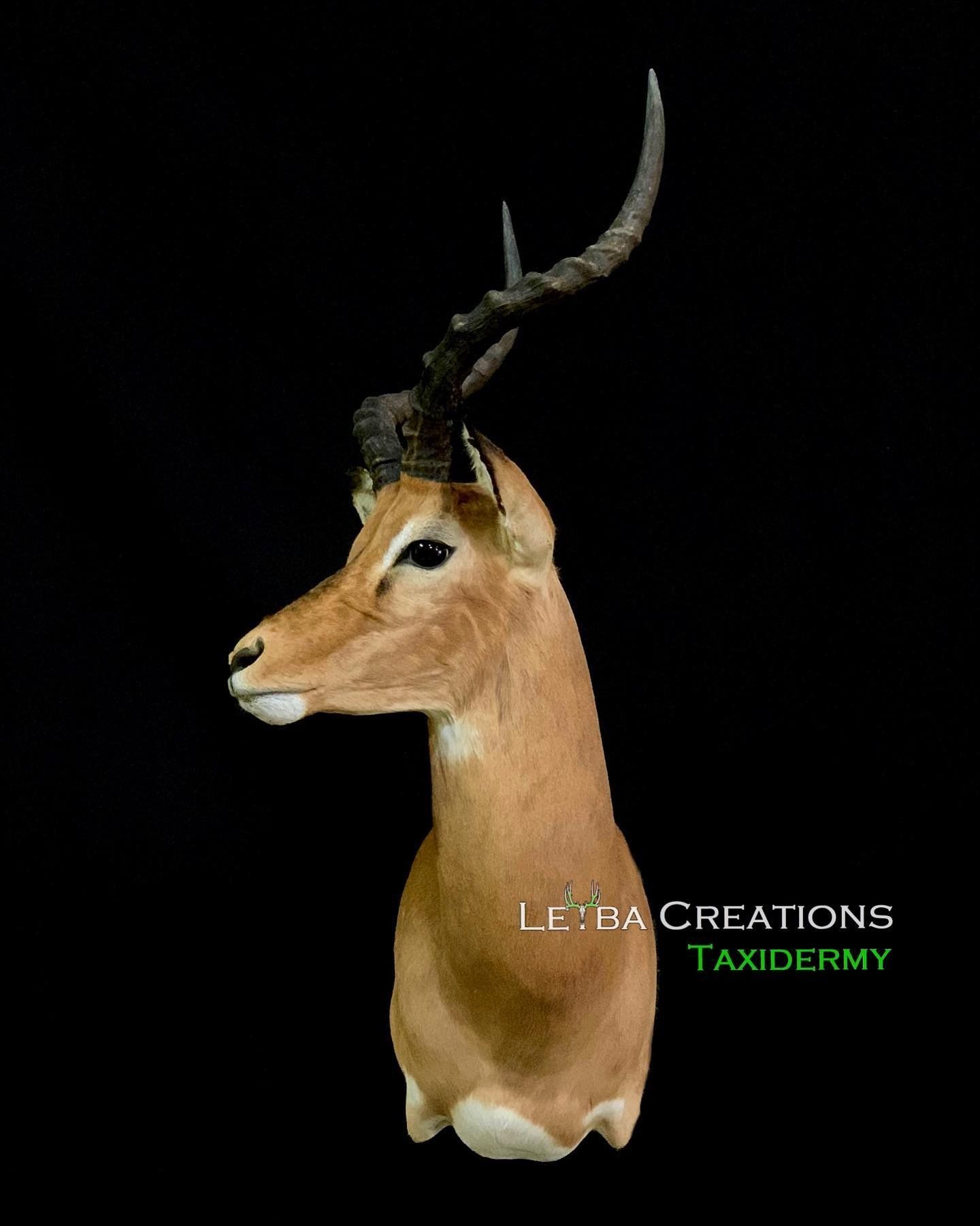 A close up of a deer head on a black background.
