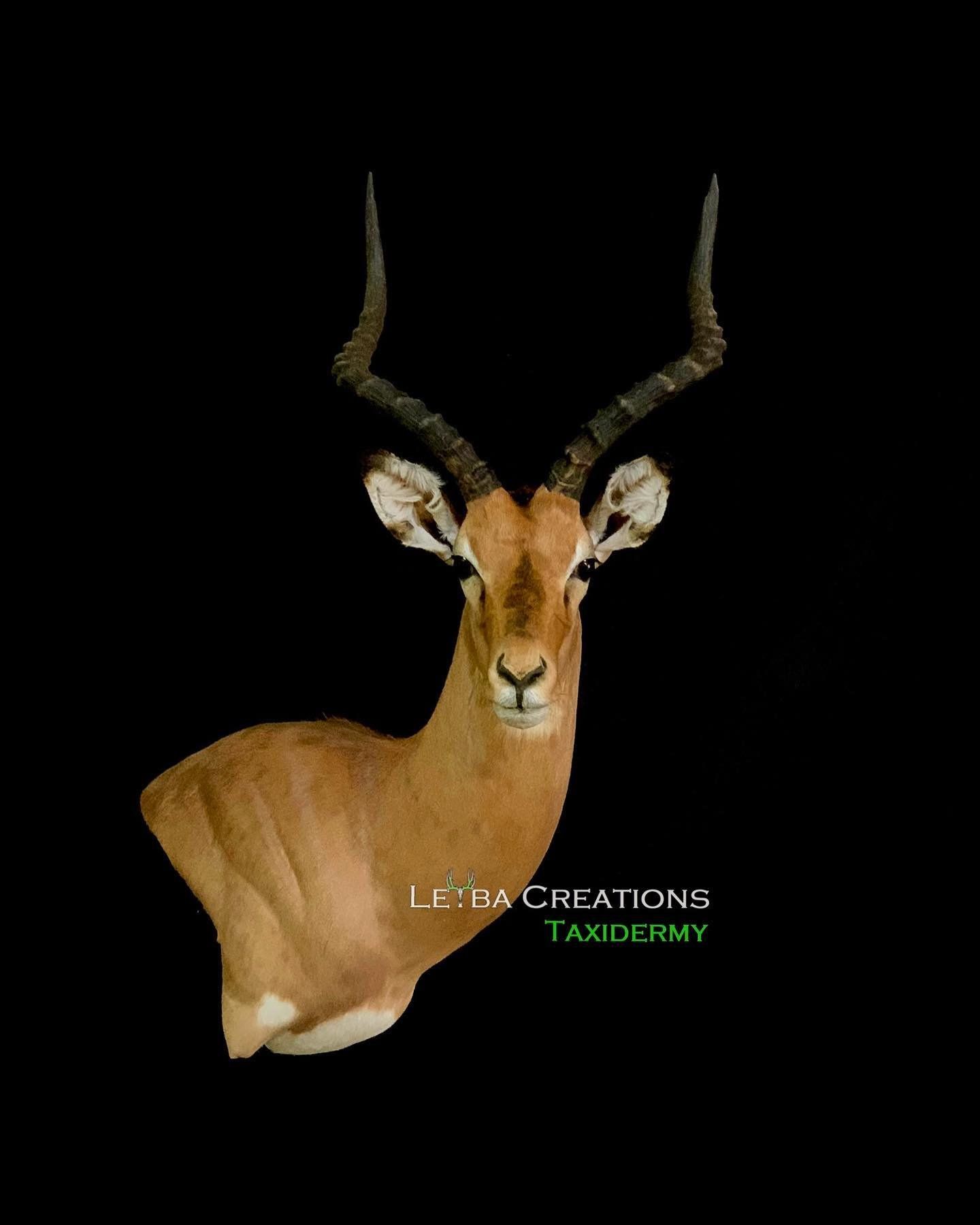 A close up of a deer head on a black background.