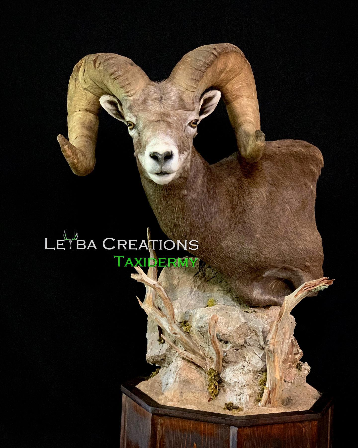 A stuffed ram head is sitting on top of a rock.