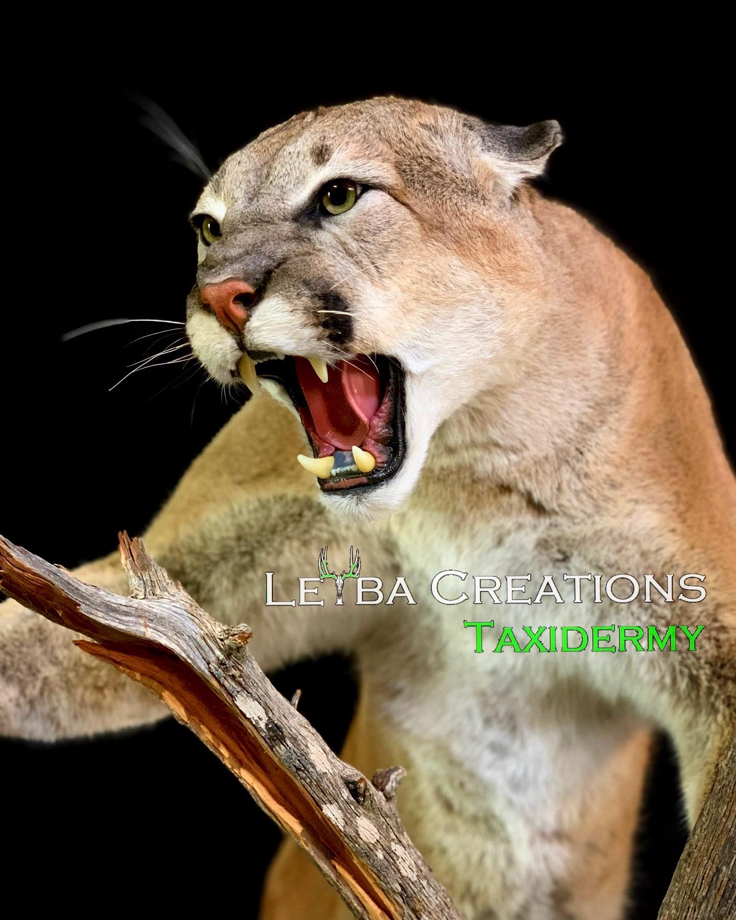 A stuffed mountain lion with its mouth open is standing next to a tree branch.
