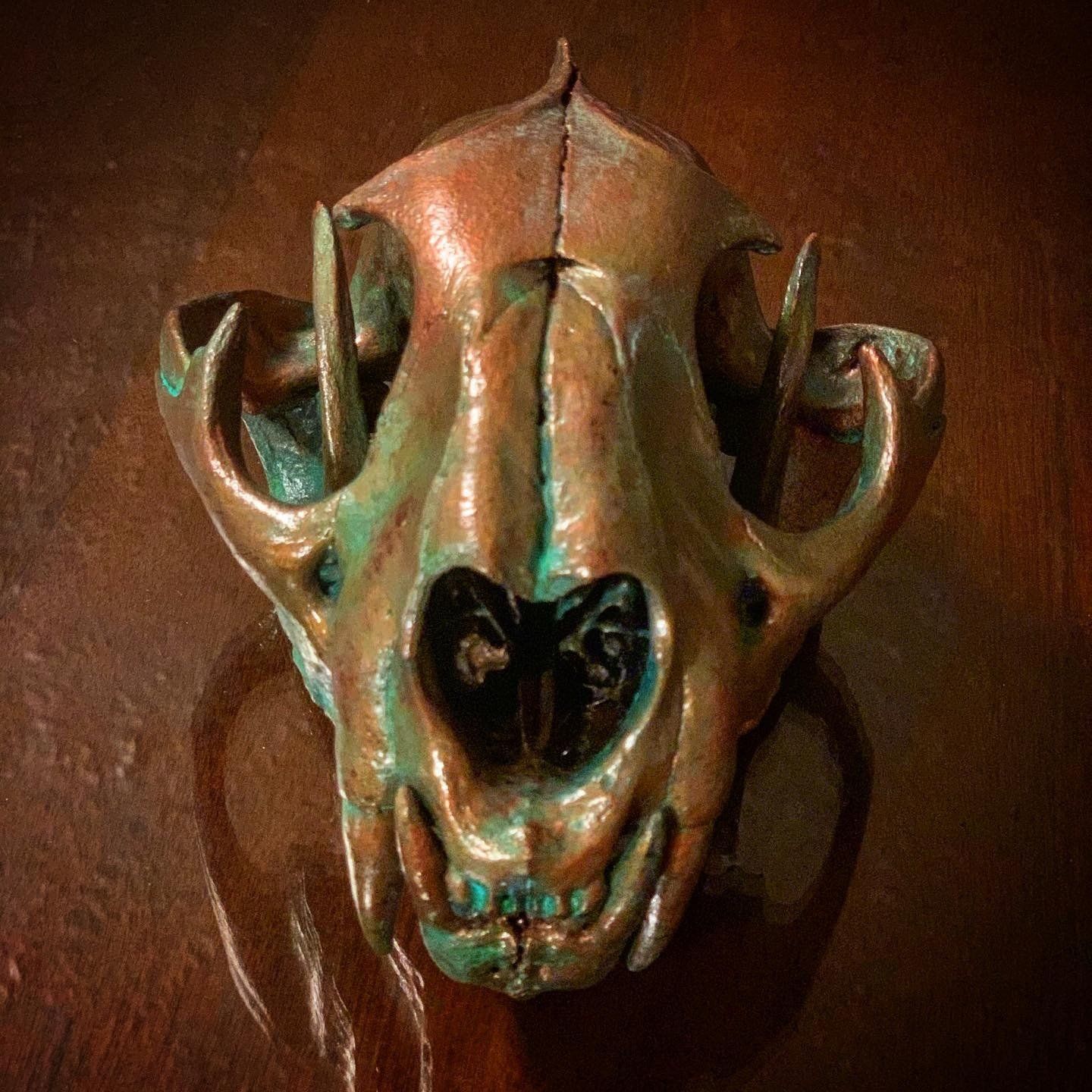 A close up of a cat skull on a wooden table