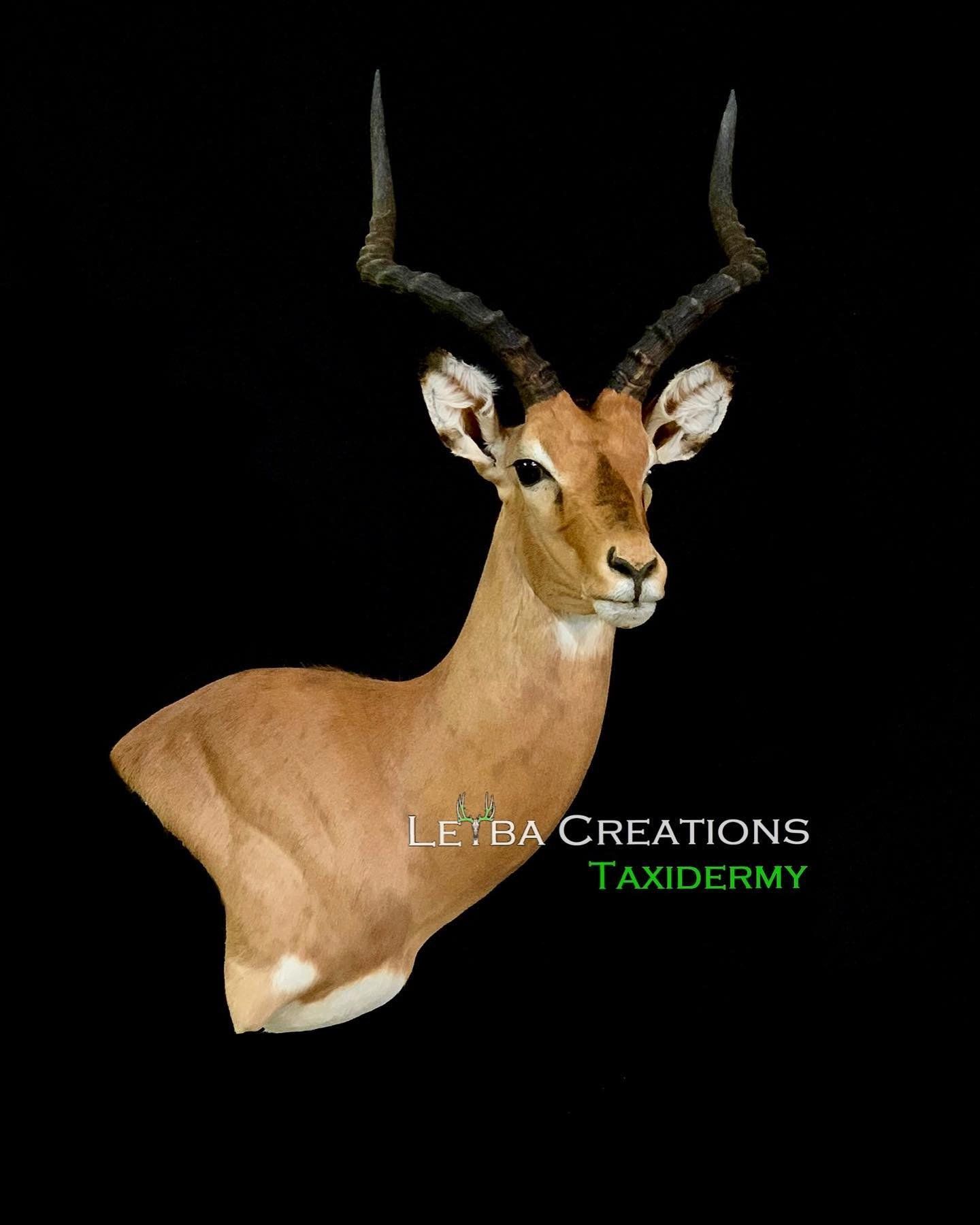 A close up of a deer head on a black background.