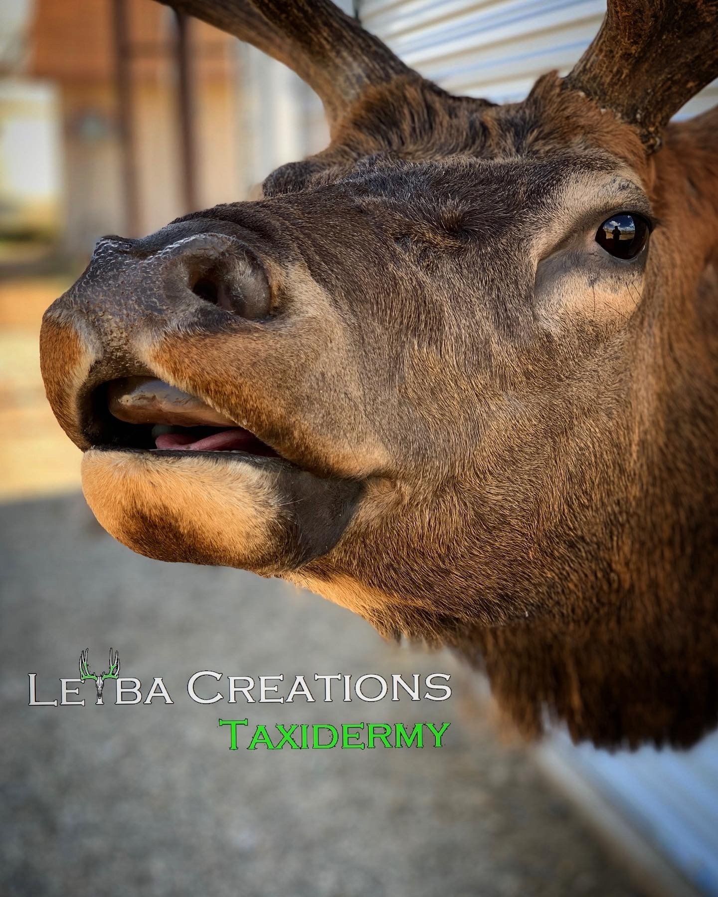 A close up of a deer head with its mouth open.