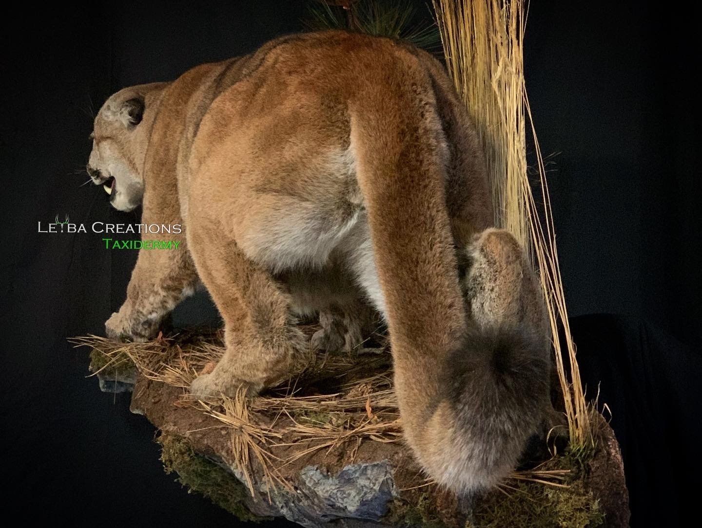 A stuffed mountain lion is standing on top of a rock.