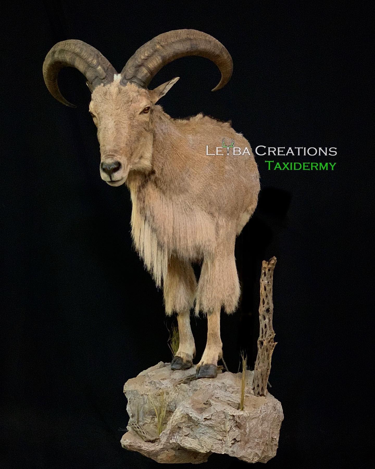 A stuffed goat with large horns is standing on a rock.