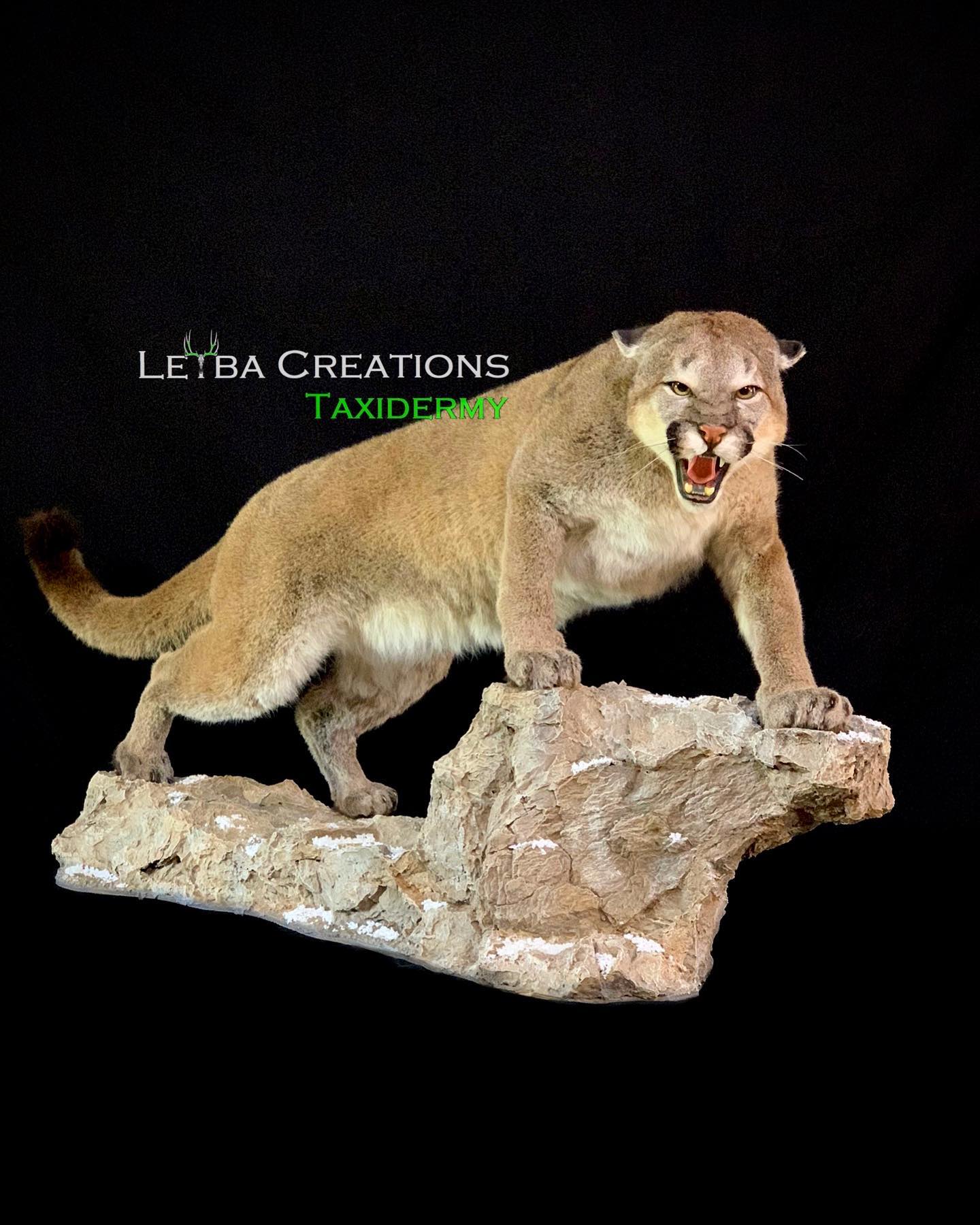 A stuffed mountain lion is standing on top of a rock.