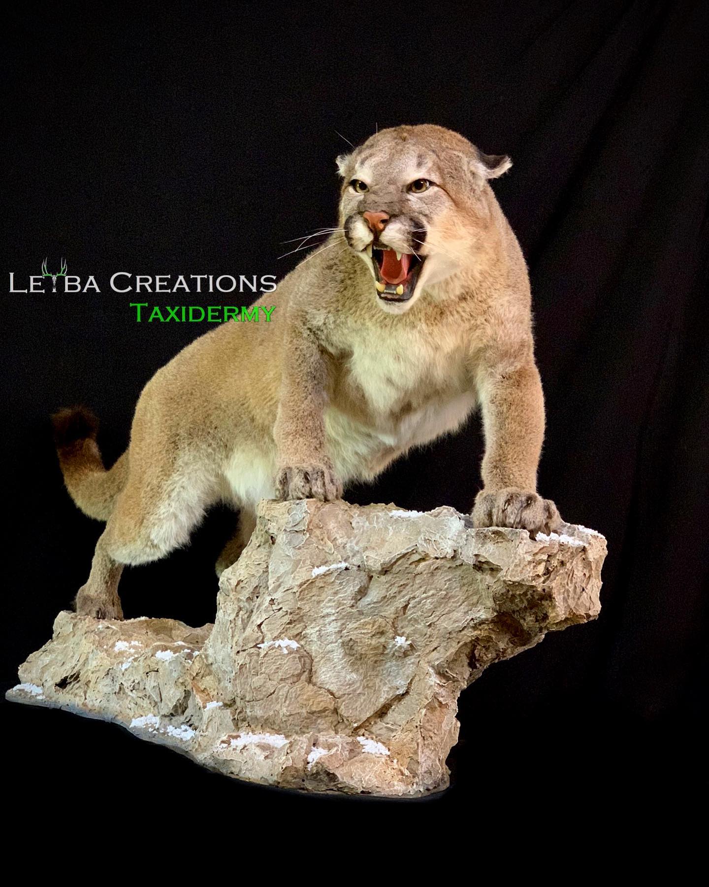 A stuffed mountain lion is standing on top of a rock.