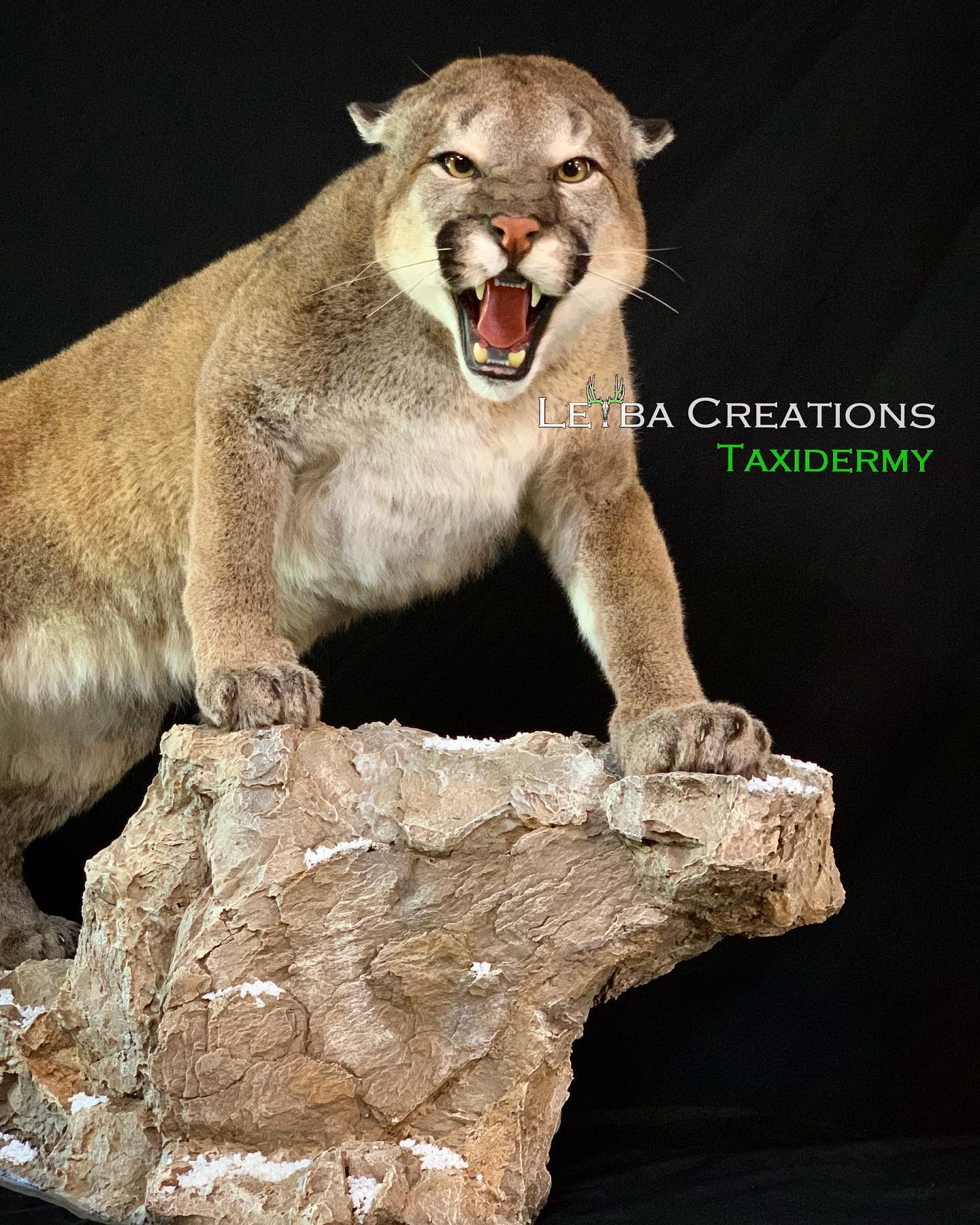 A stuffed mountain lion is standing on a rock with its mouth open.