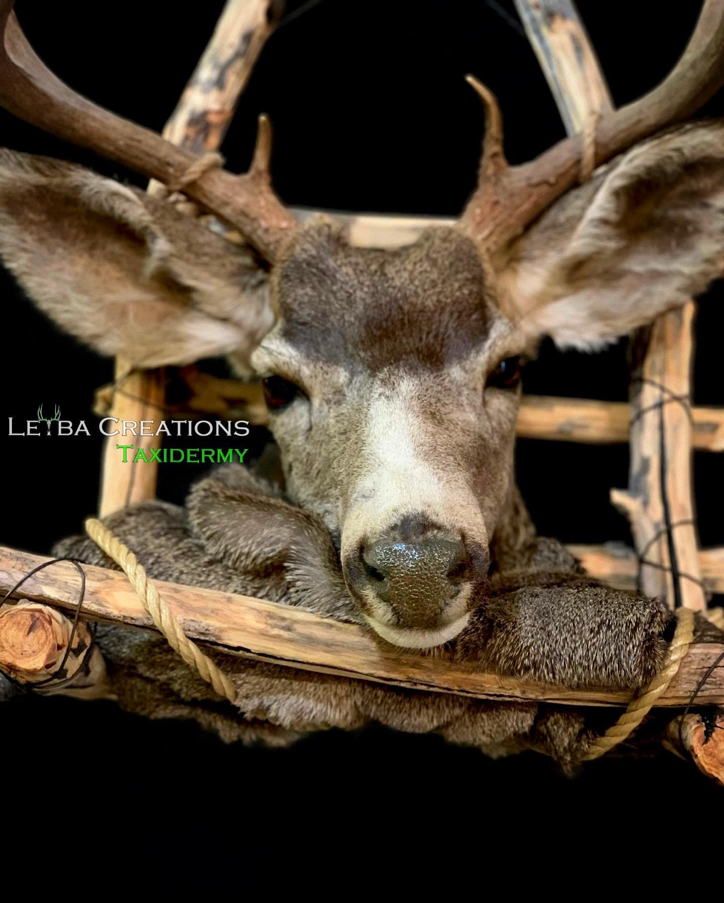 A deer head is hanging from a wooden fence.