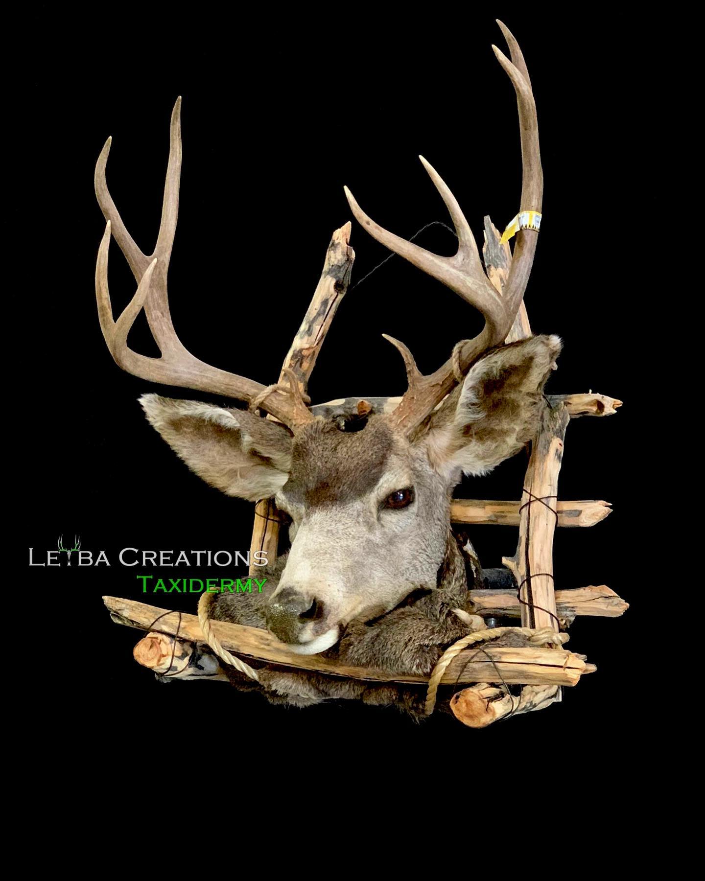 A deer head mounted on a wooden fence on a black background.
