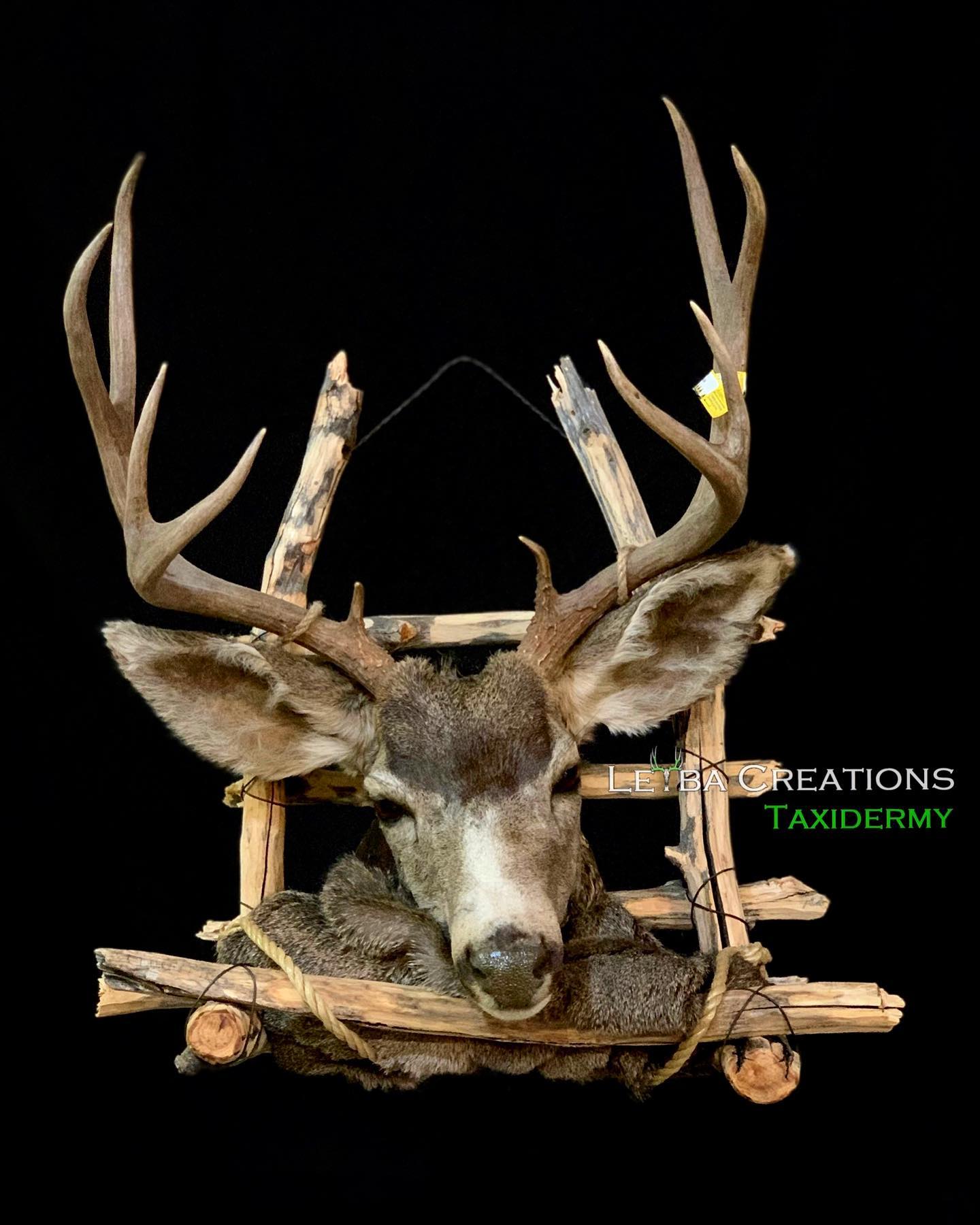A deer head is mounted on a wooden frame on a black background.