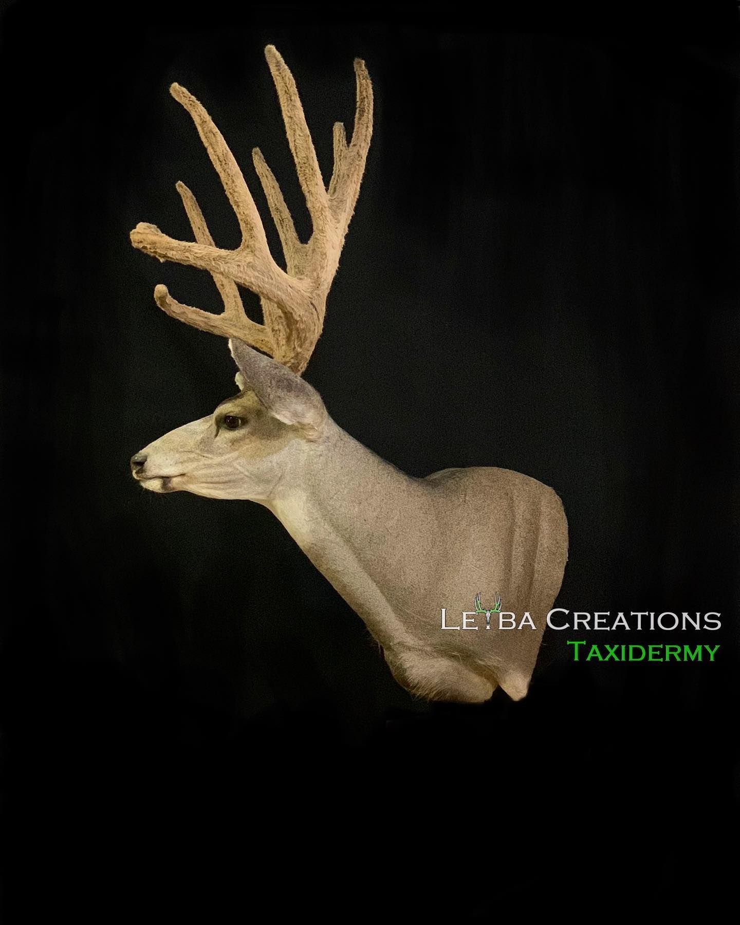 A deer head with antlers on a black background.