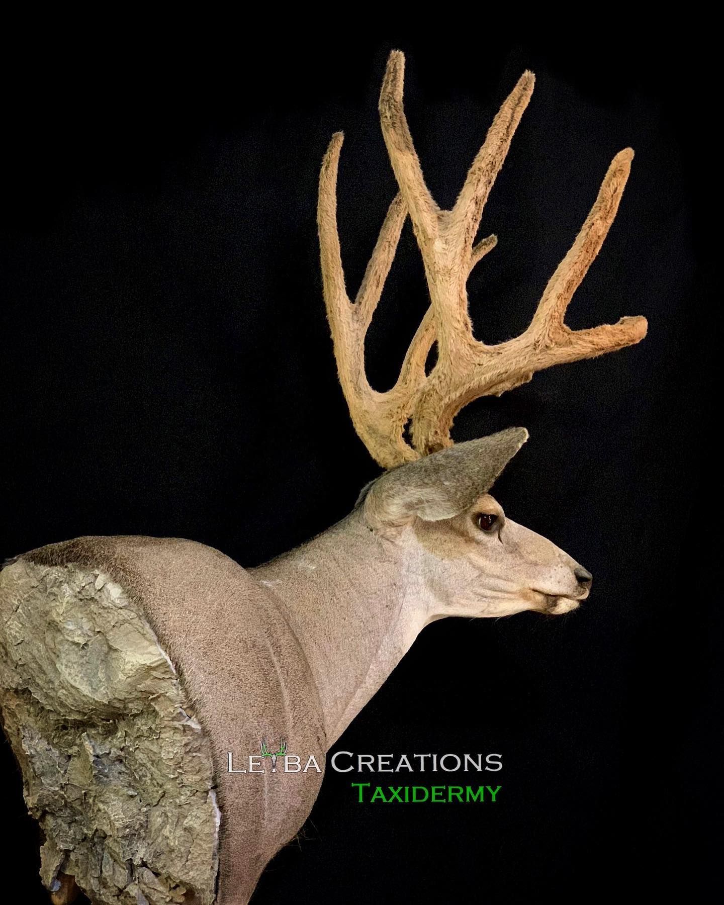 Taxidermy of a deer with antlers on a black background