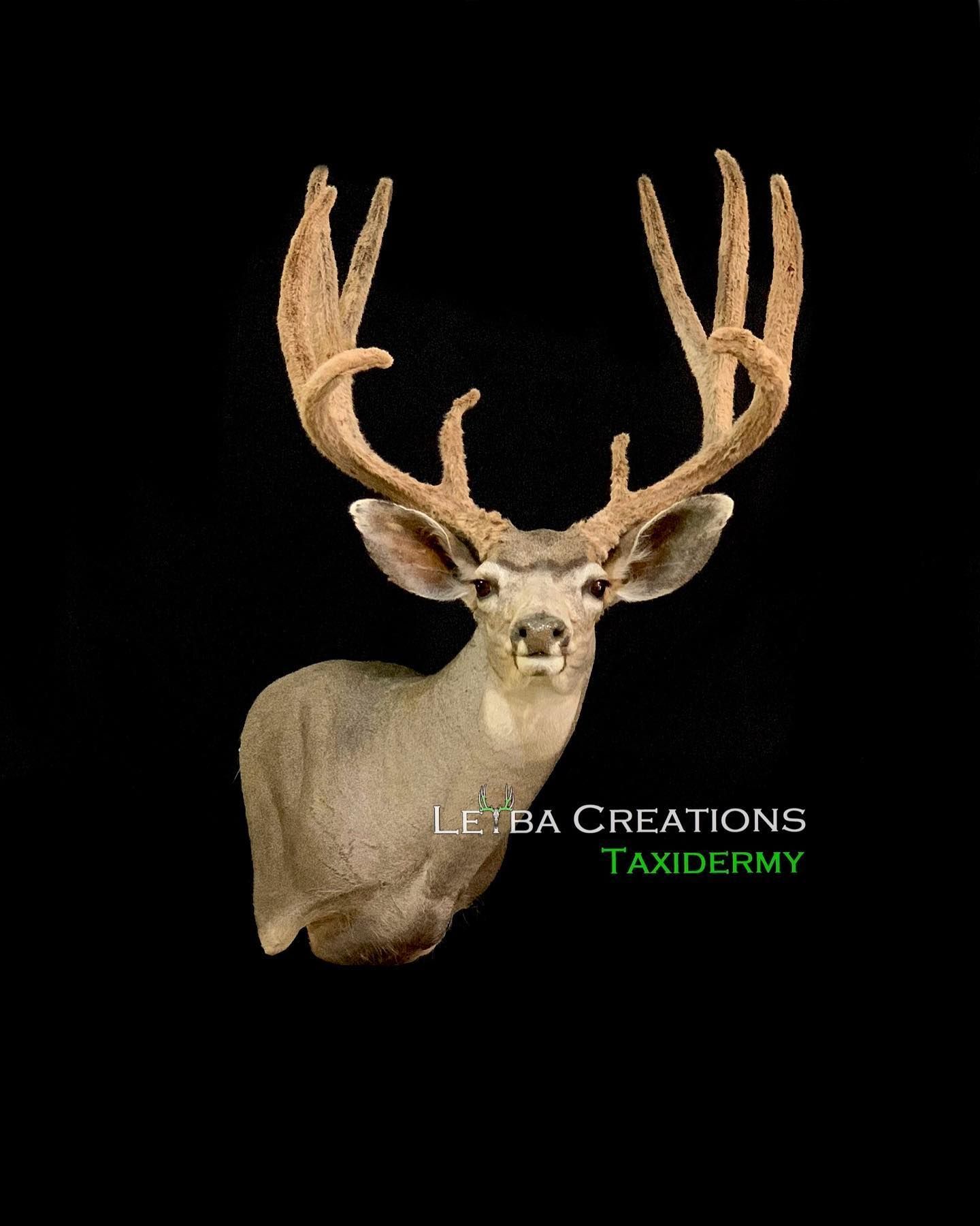 A close up of a deer head with antlers on a black background.