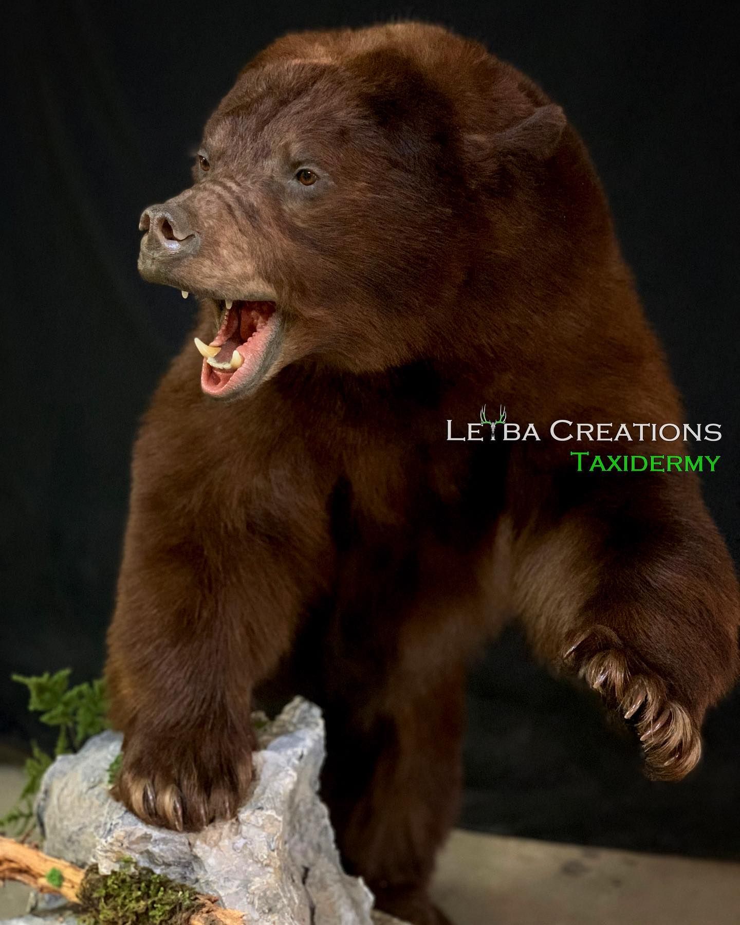 A brown bear is standing on a rock with its mouth open.