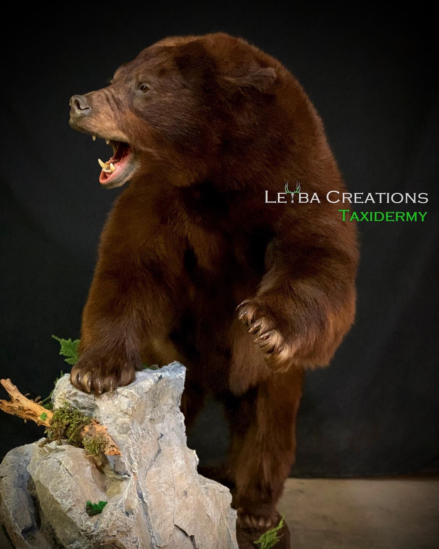 A brown bear is standing on a rock with its mouth open.