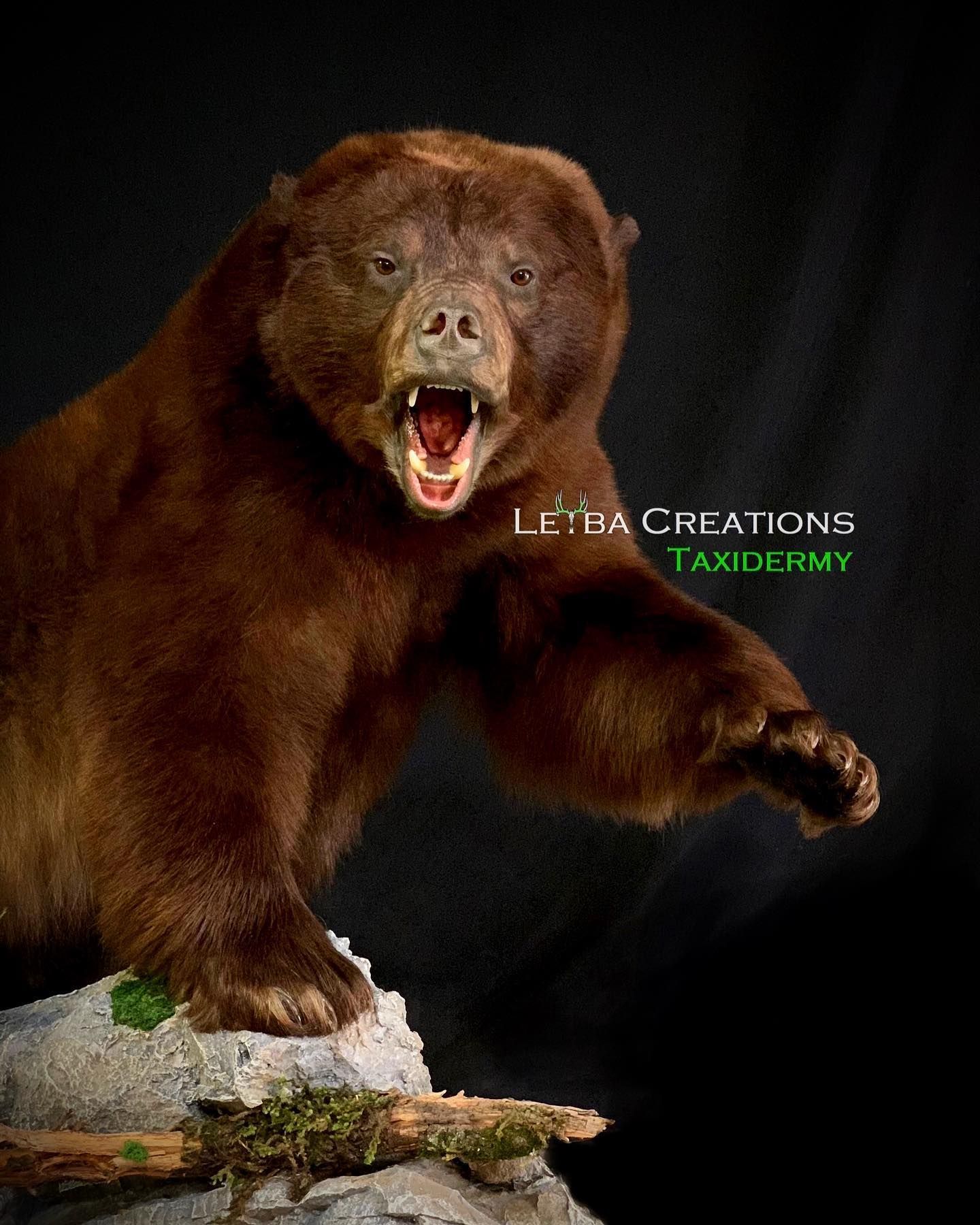 A brown bear is standing on a rock with its mouth open.