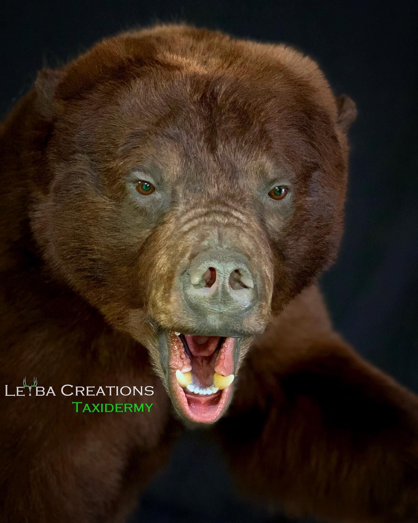 A close up of a brown bear with its mouth open