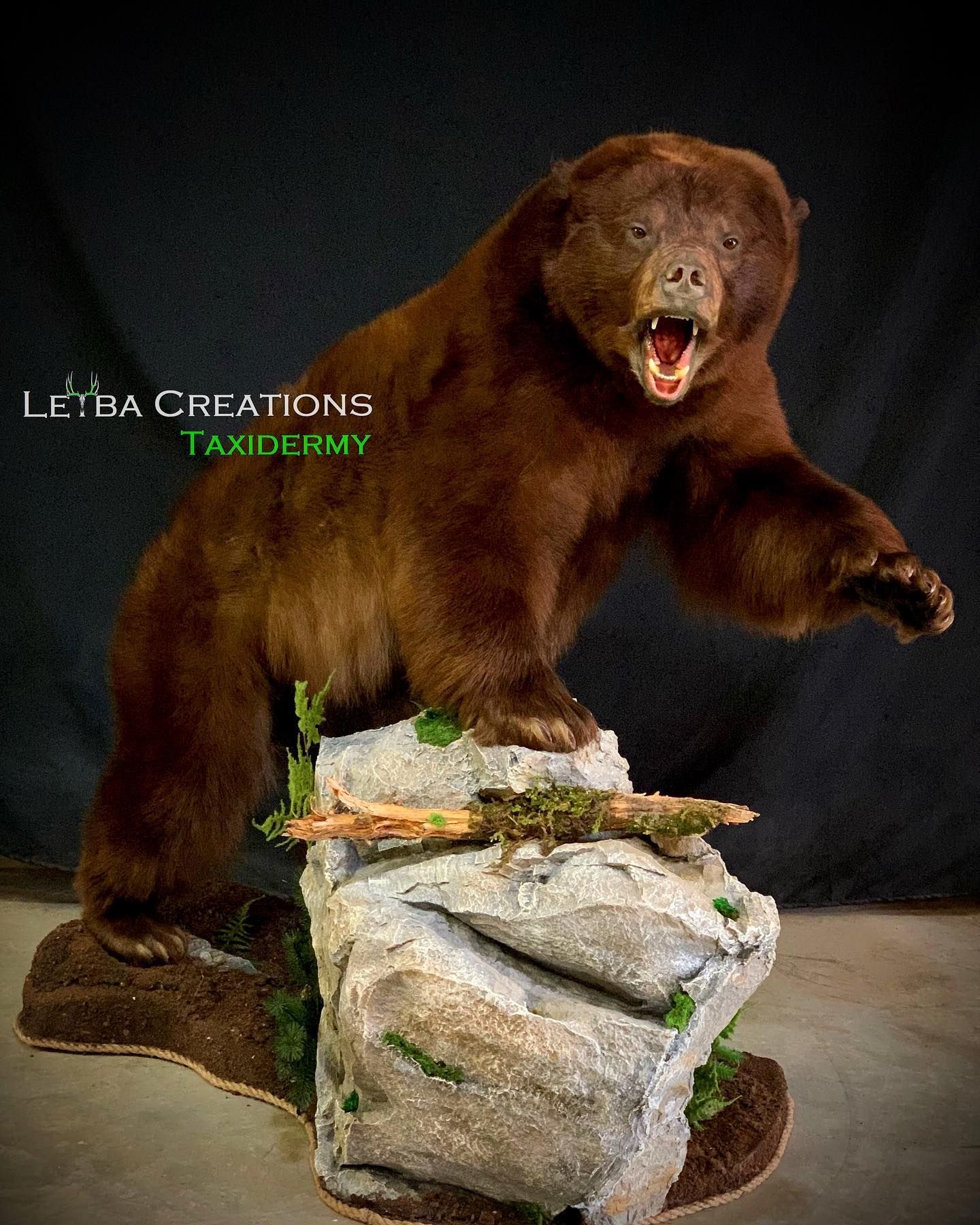 A brown bear is standing on a rock with its mouth open.