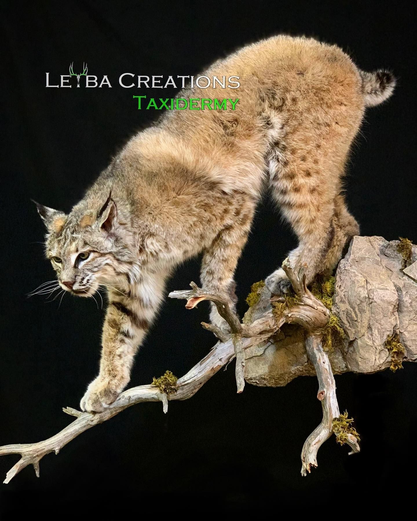 A bobcat is standing on top of a tree branch.