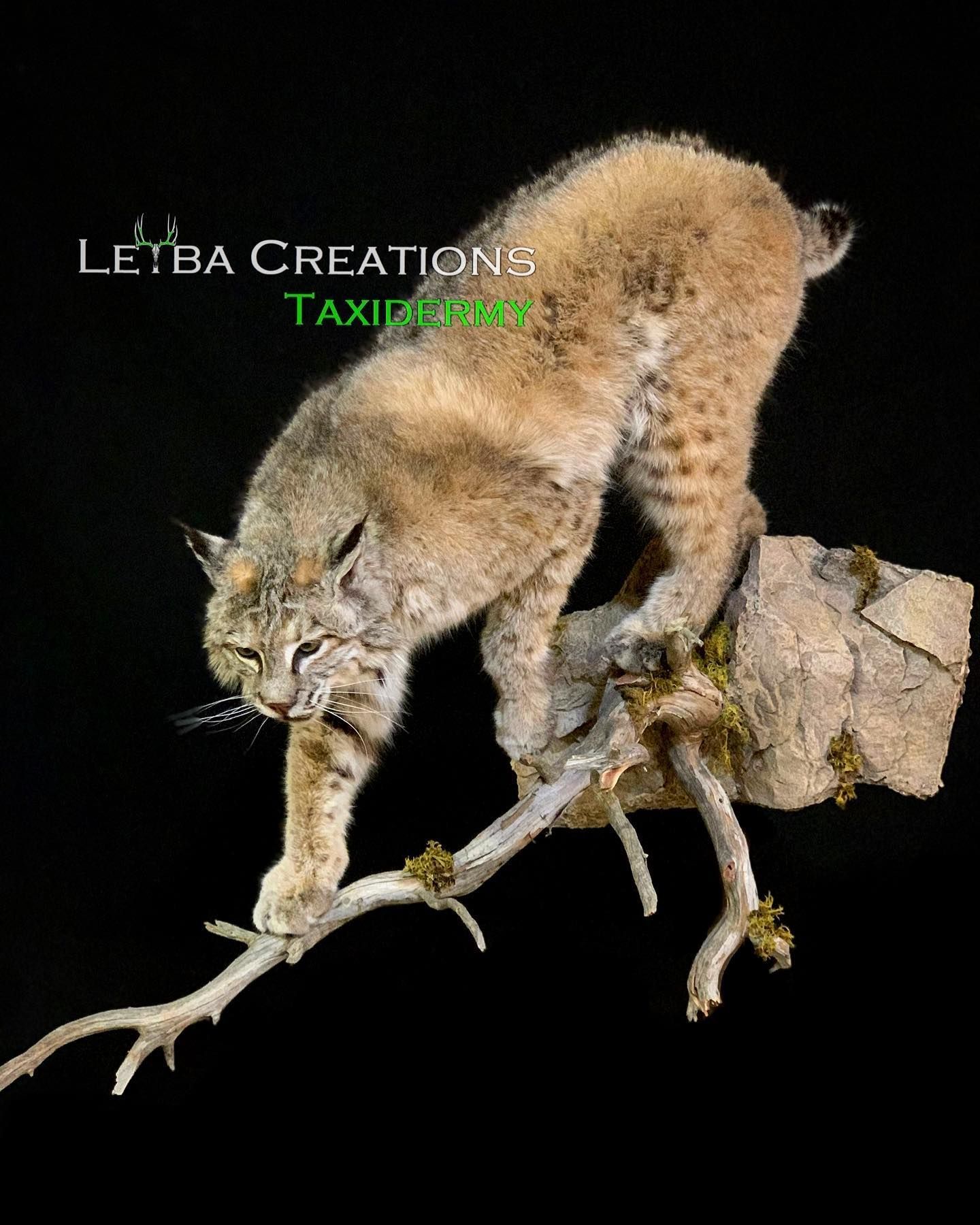 A bobcat is standing on top of a tree branch.