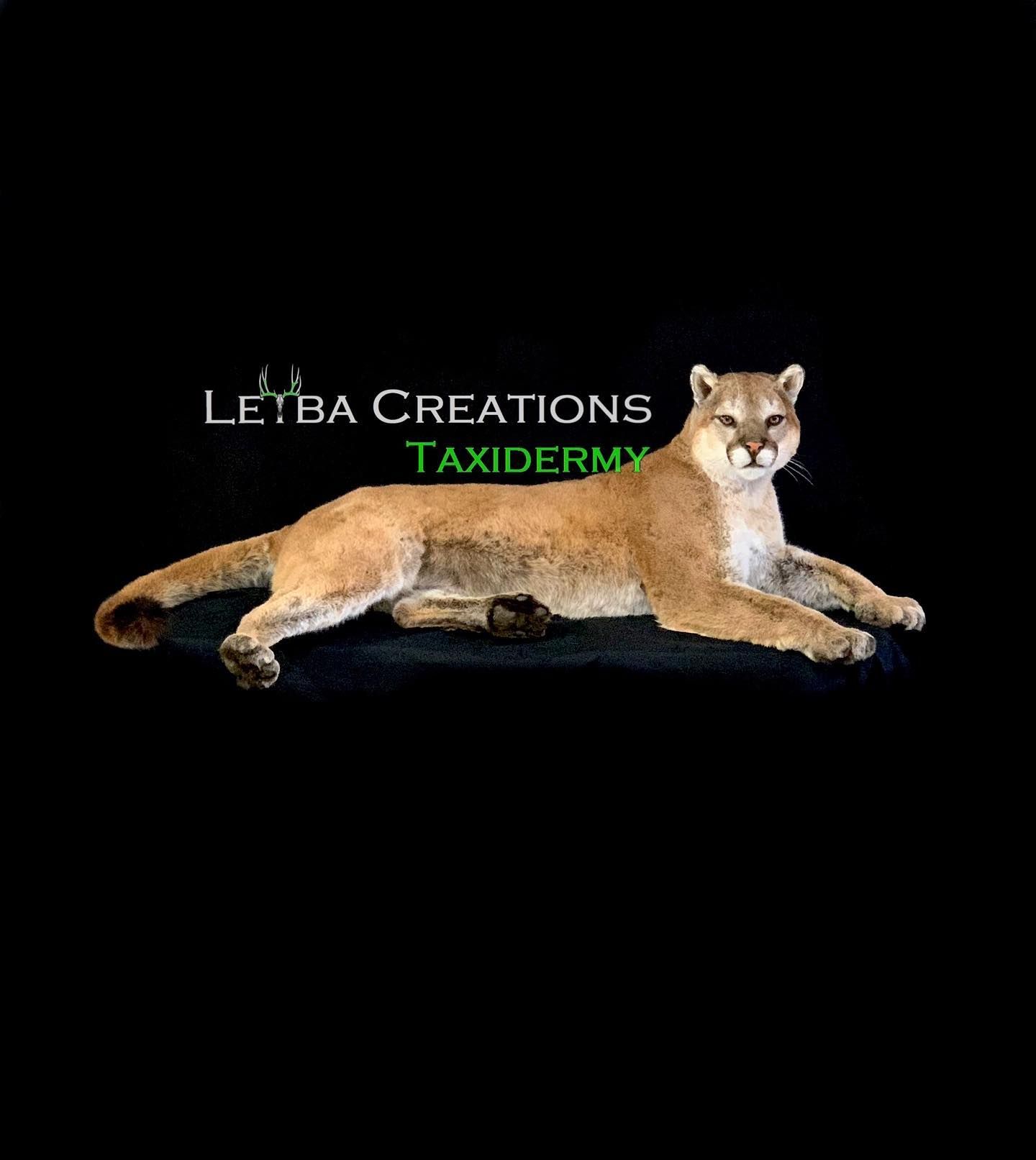 A cougar is laying down on a black surface.