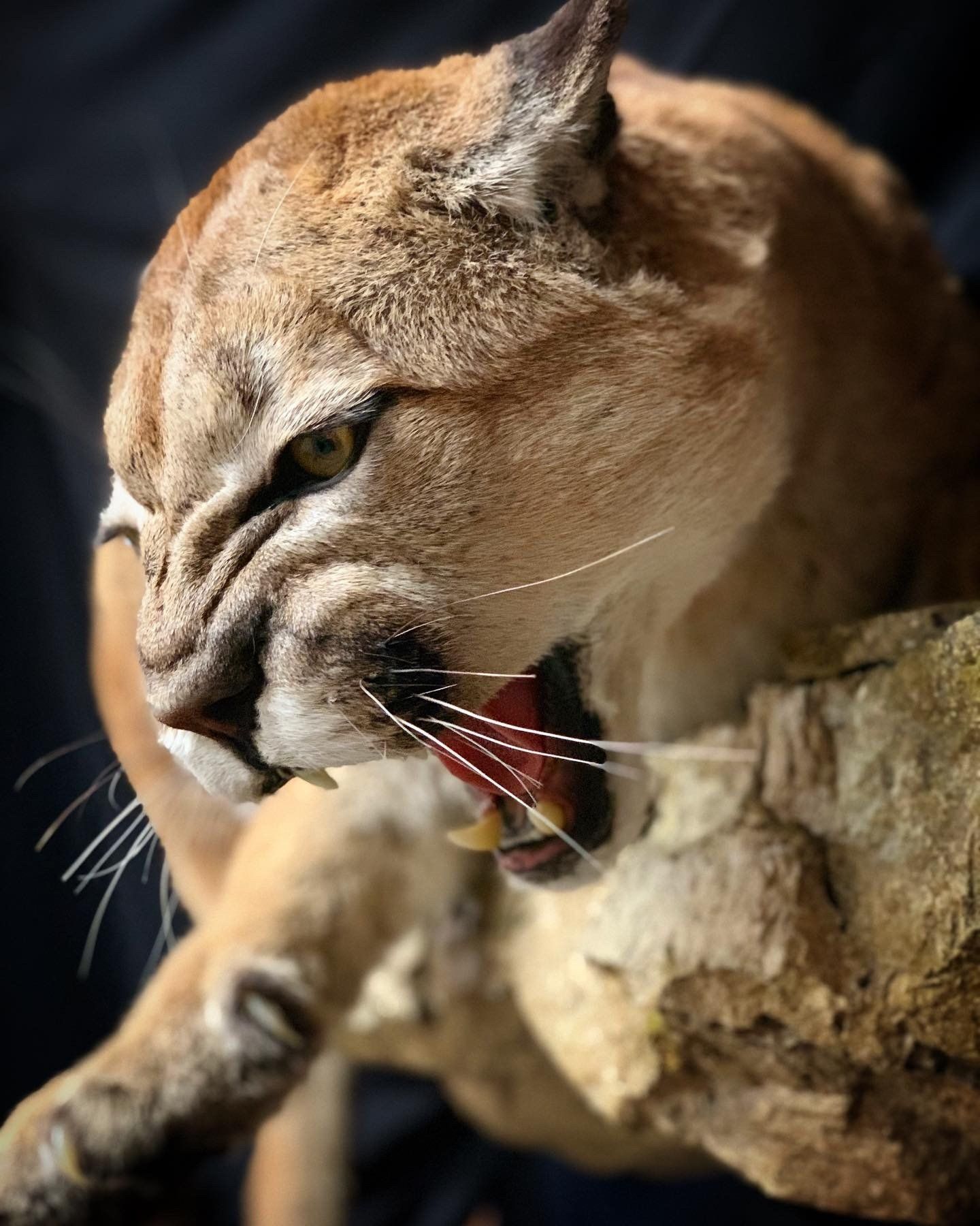 A close up of a cougar with its mouth open