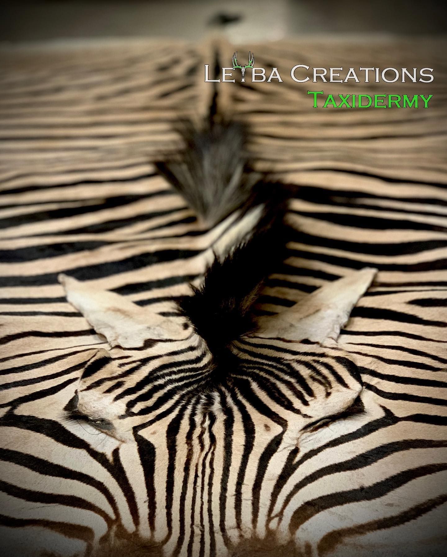 A close up of a zebra 's fur with feathers on it.
