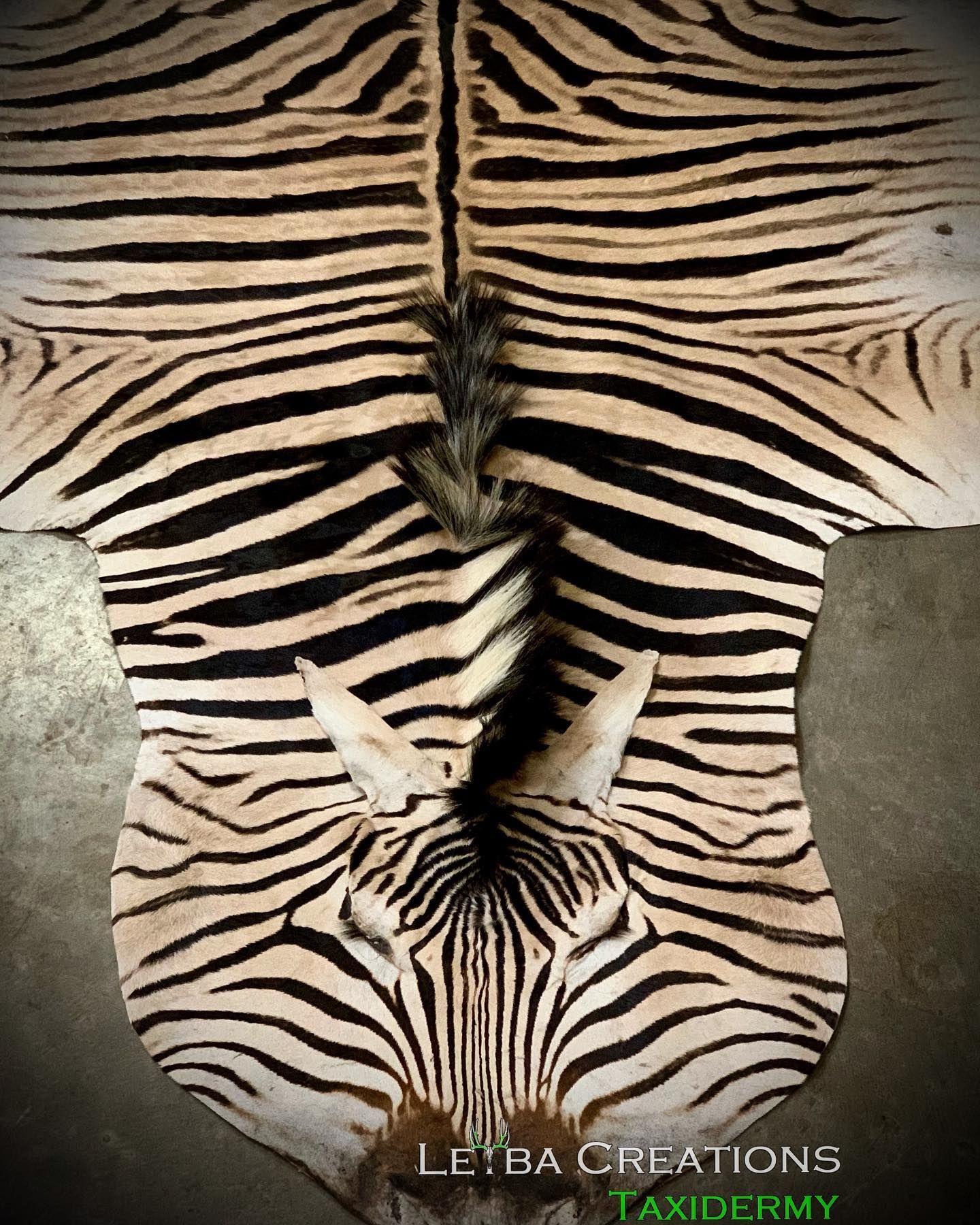 A picture of a zebra rug with taxidermy written on the bottom