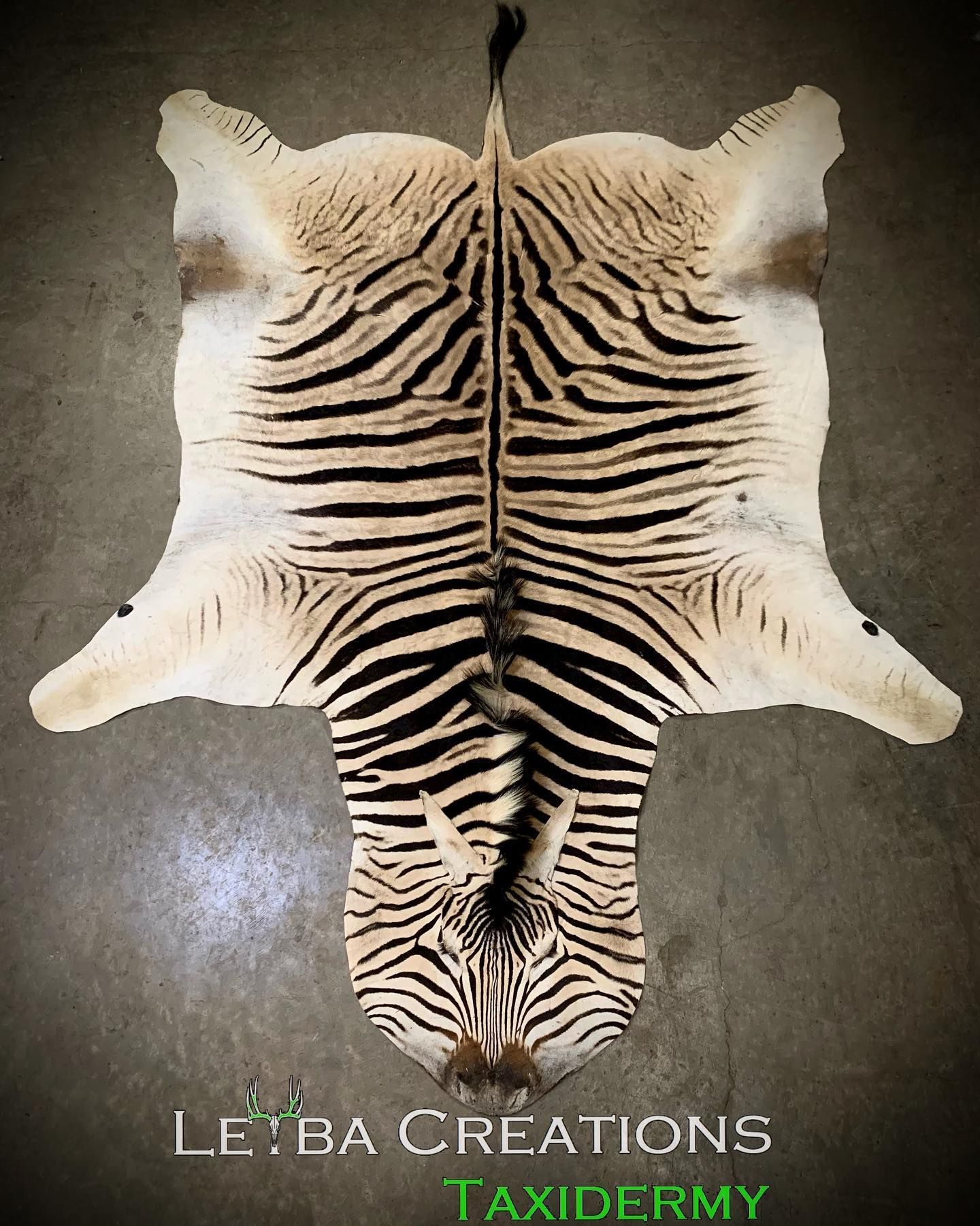 A zebra laying on its back with the words taxidermy on the bottom